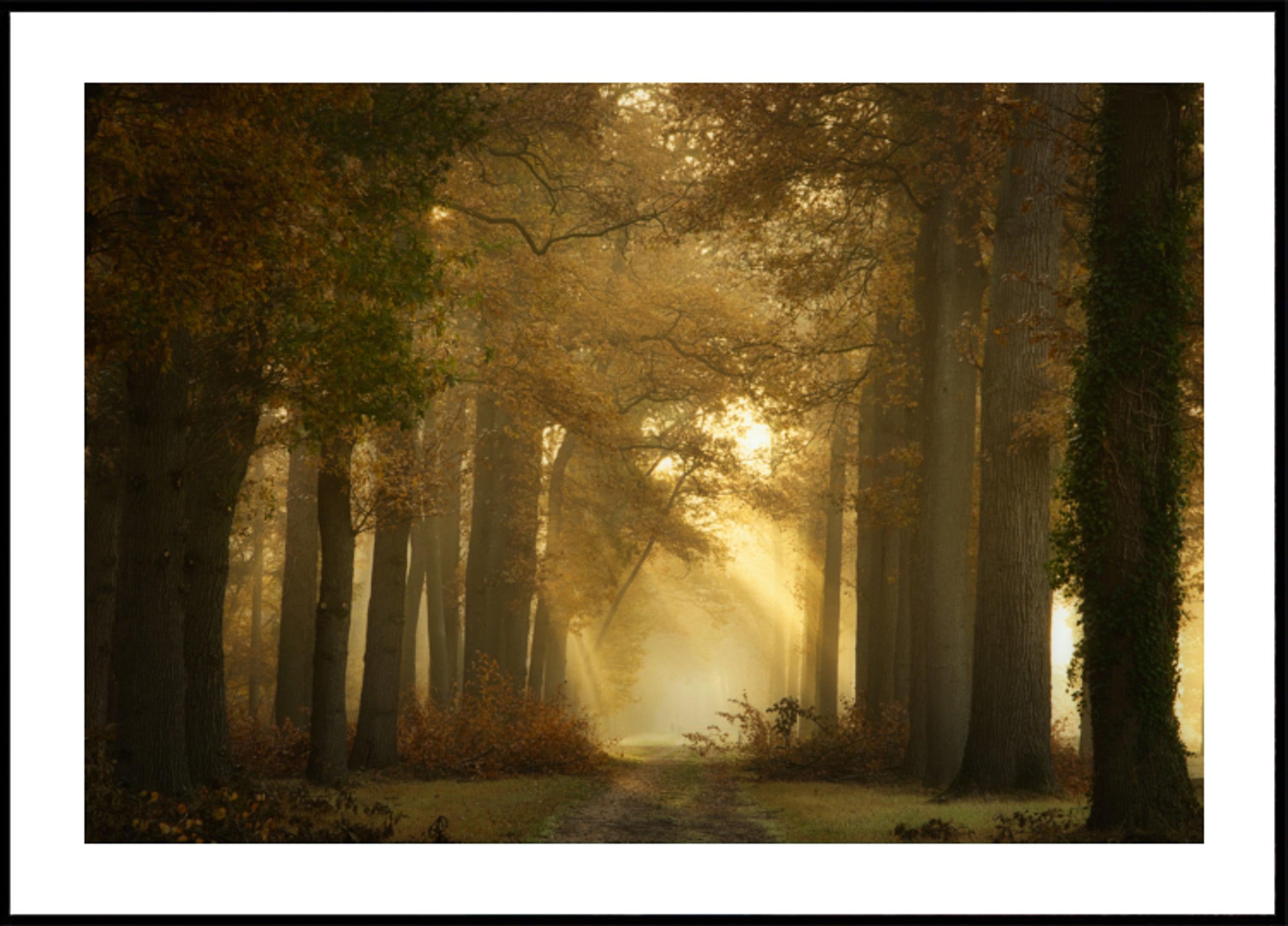Chemin forestier du matin doré