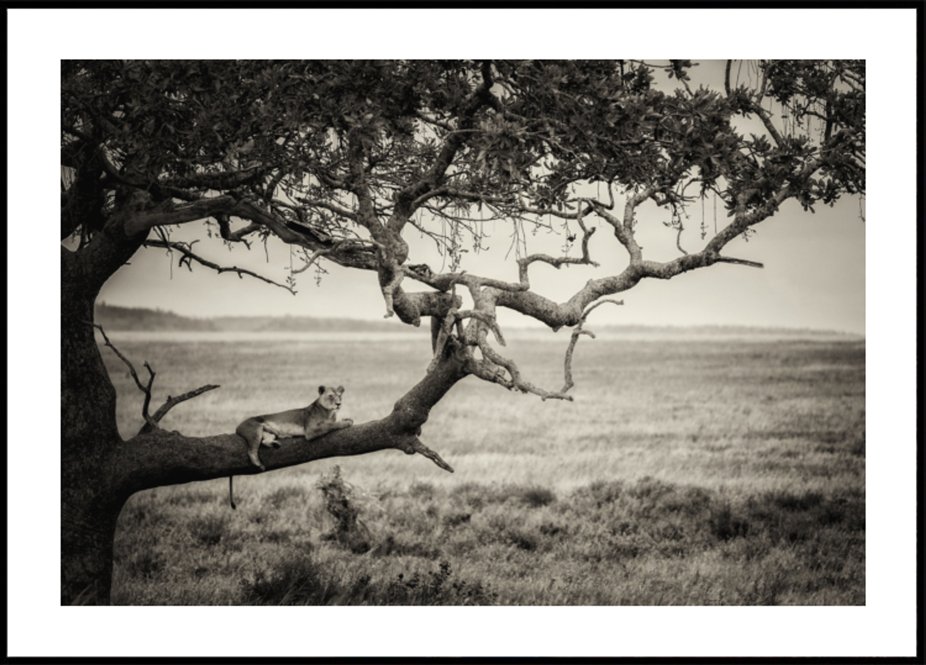 Lionne sur une branche d'arbre