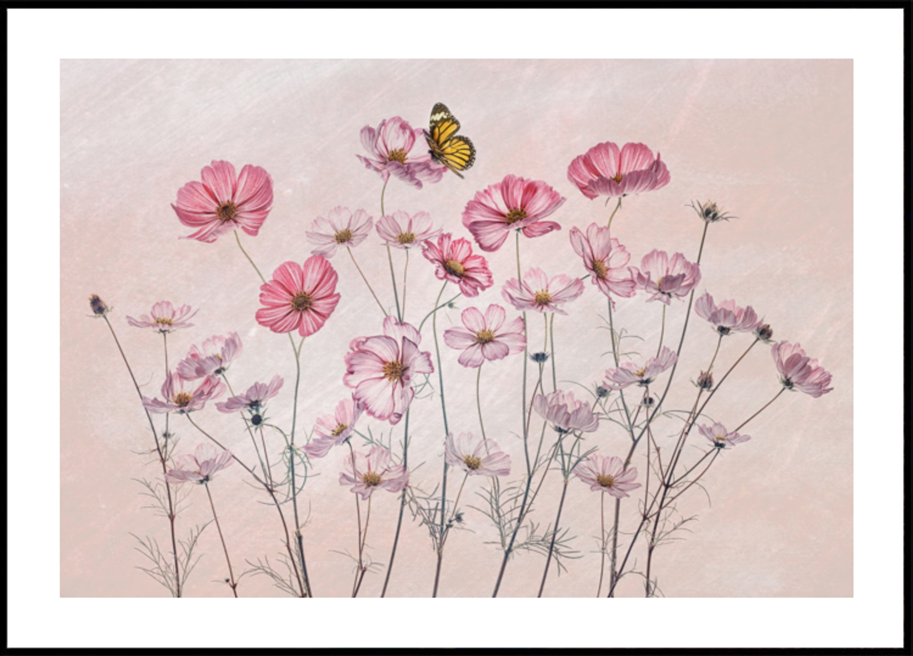Papillon cosmos rose