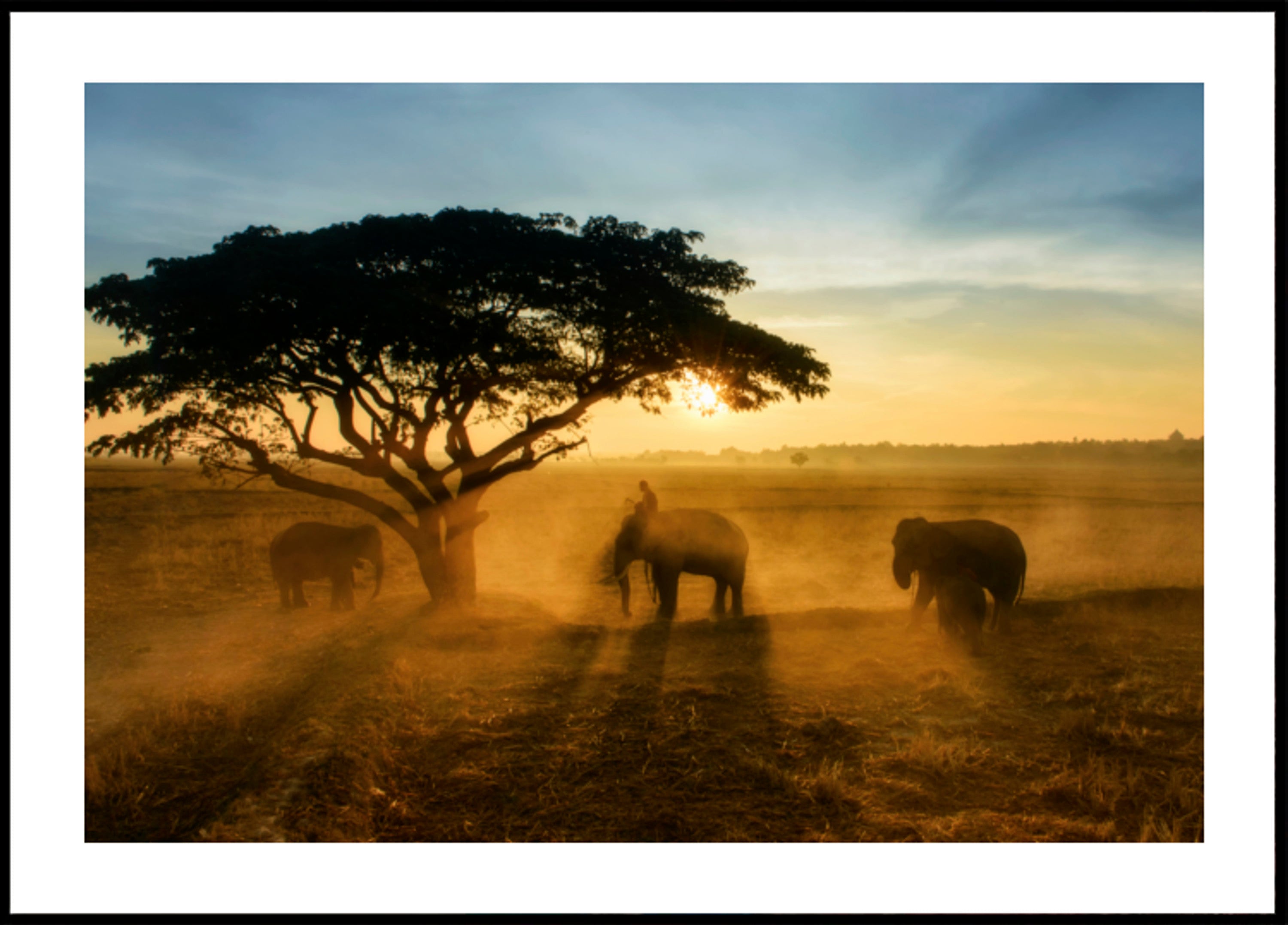 Coucher de soleil doré de l'éléphant