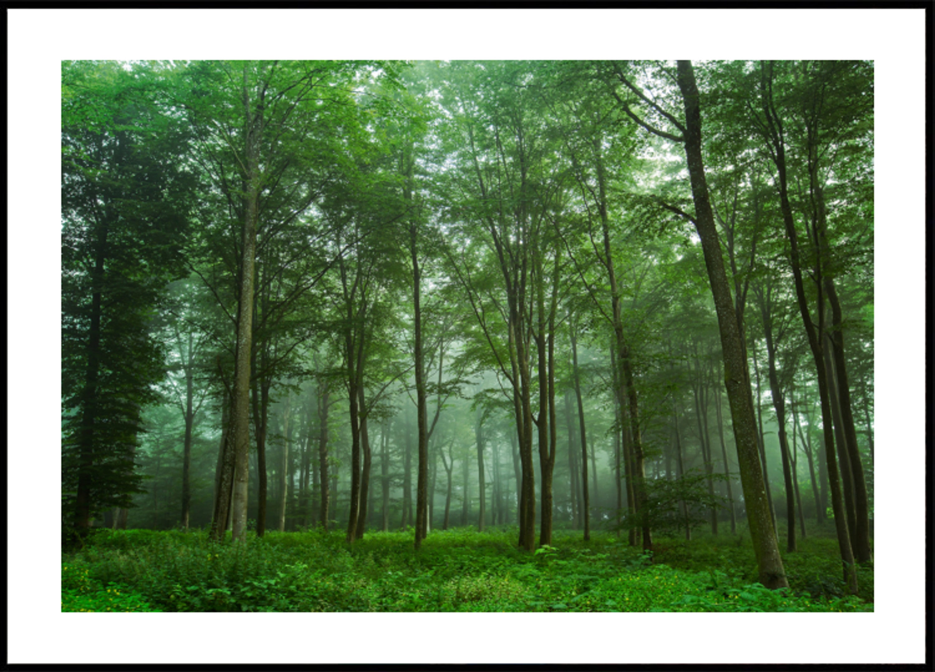 Brume de forêt enchantée