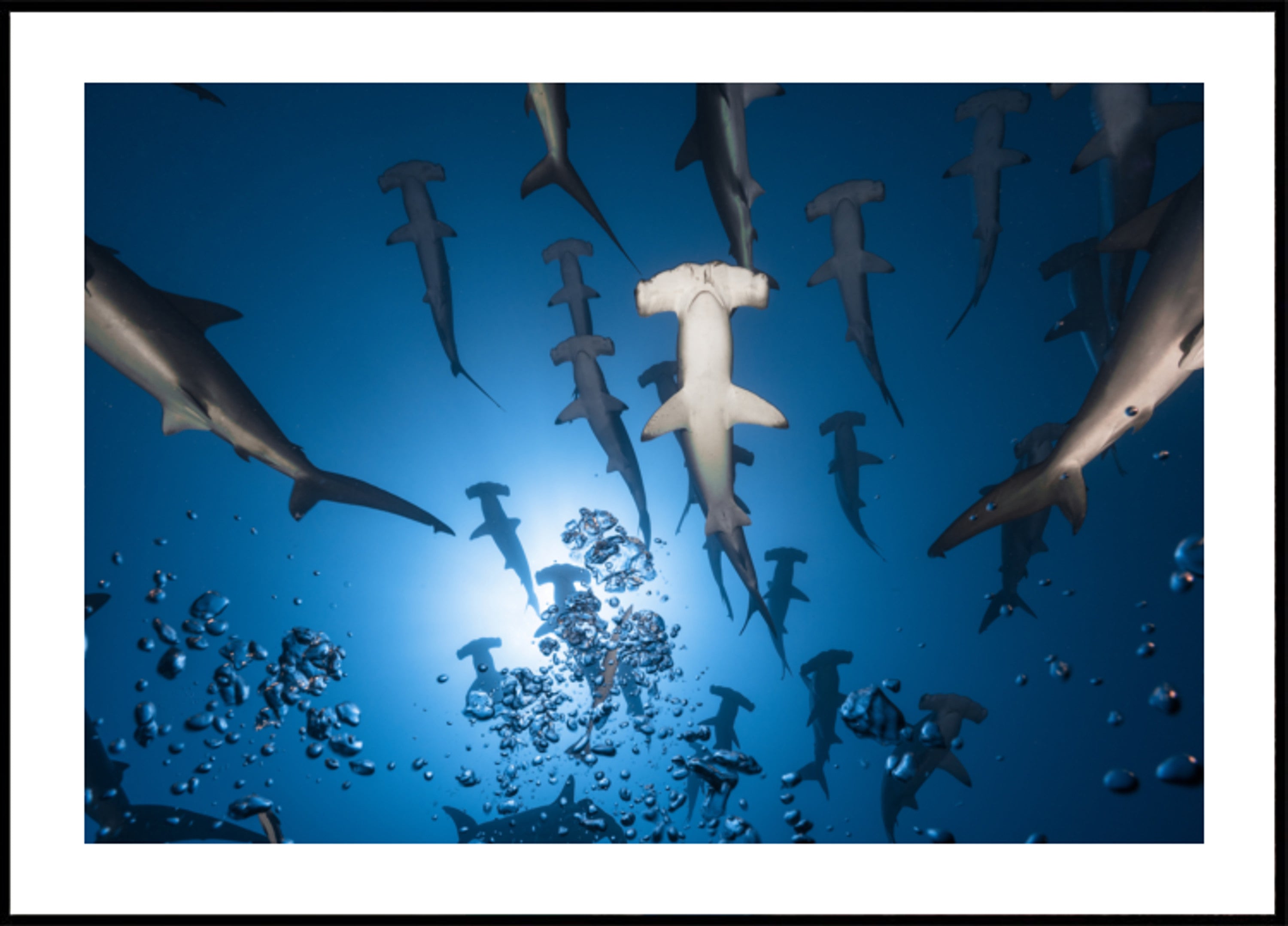 École Hammerhead sous l'eau