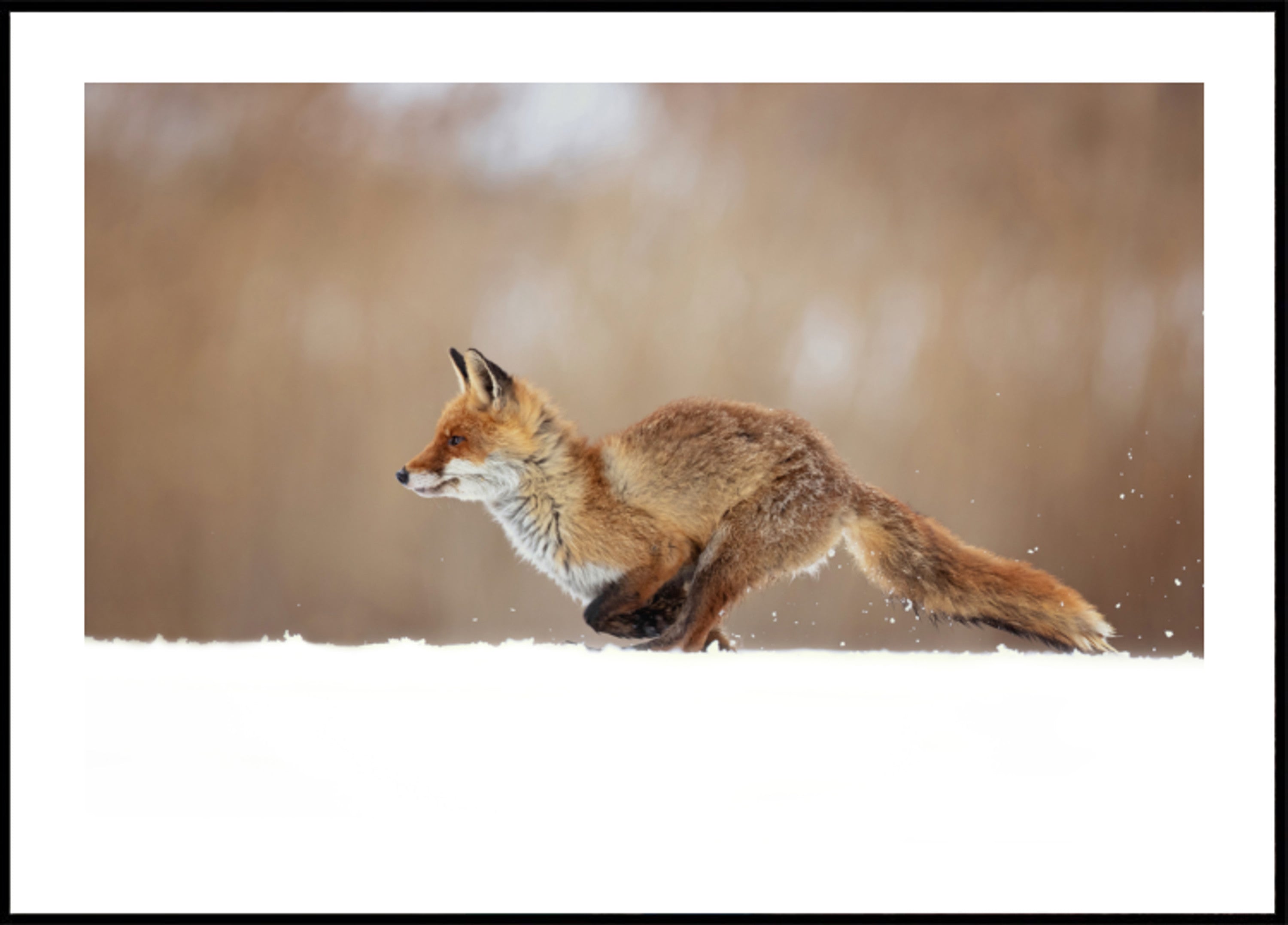 Sprint sur neige du renard roux