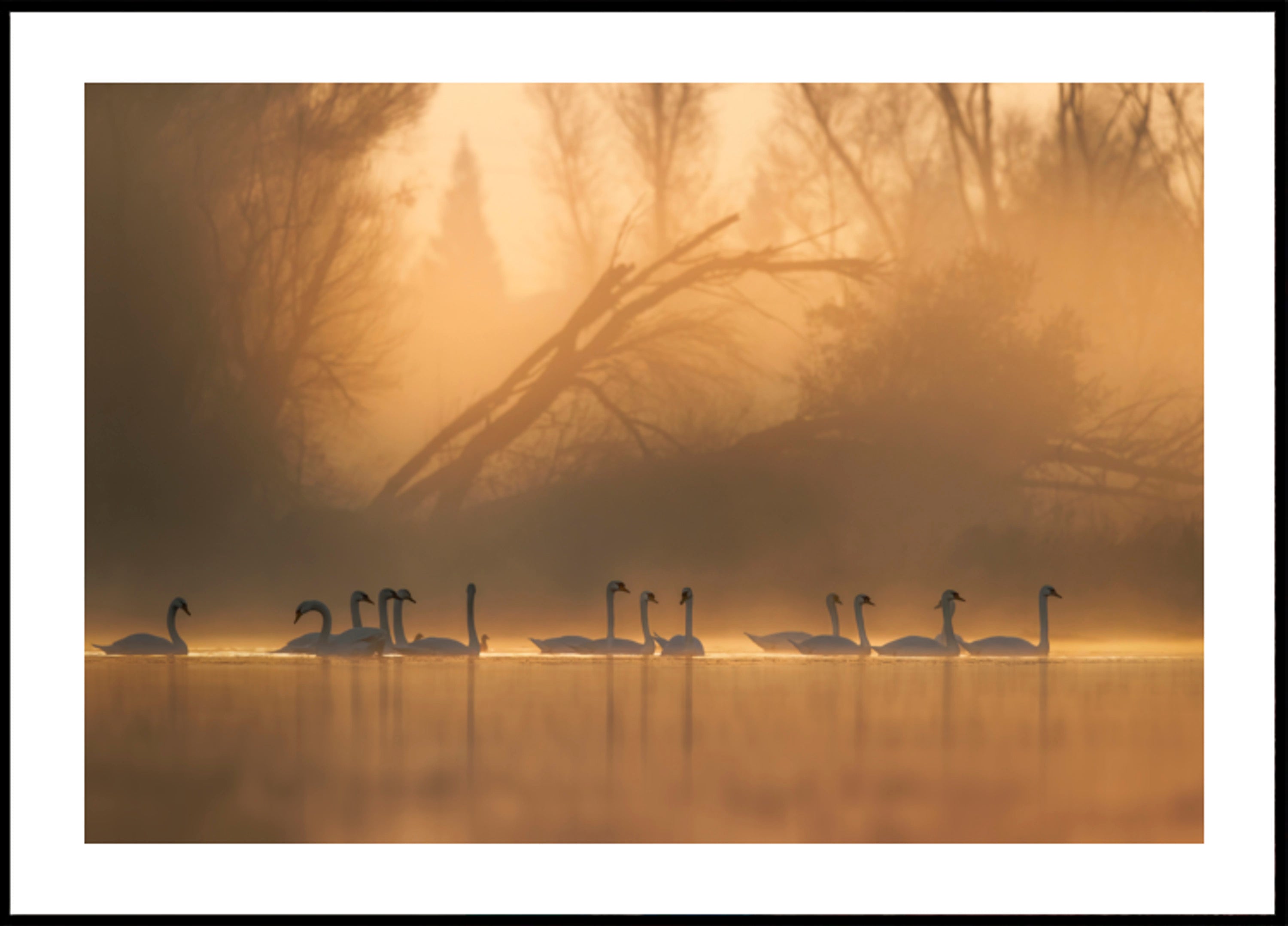 Cygnes dans la brume dorée