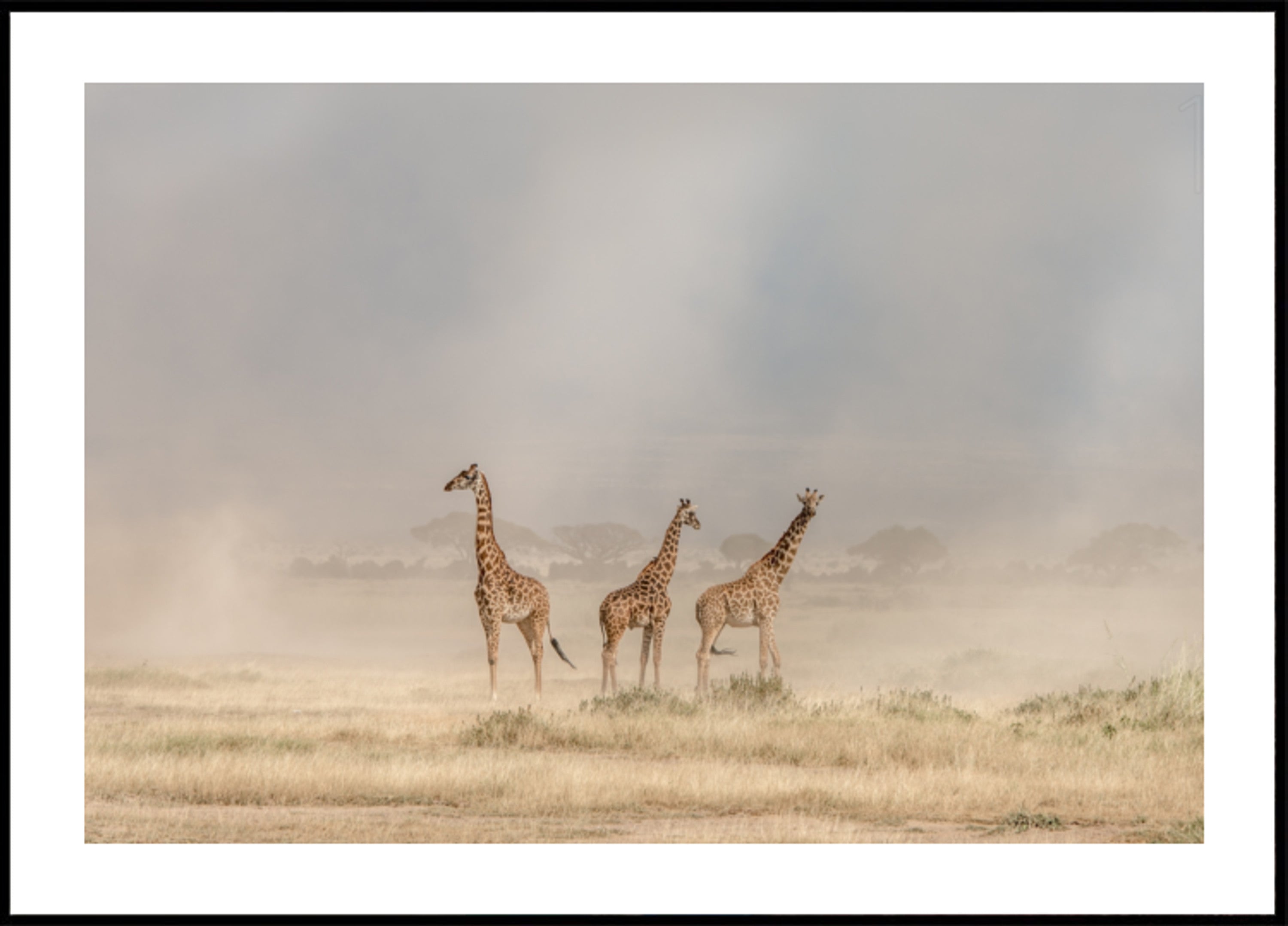Girafes dans la poussière d'or