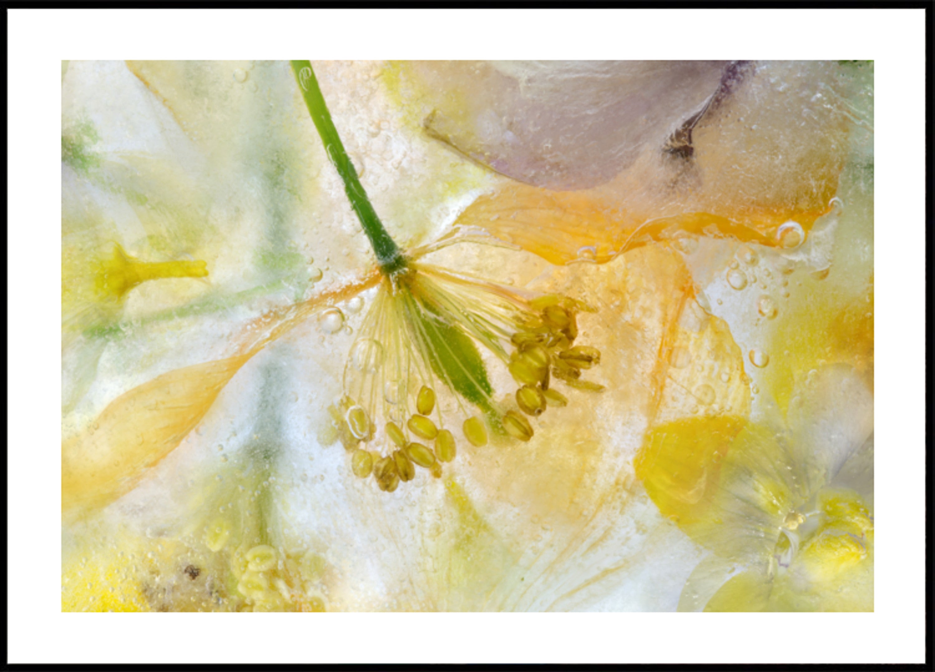 Glace au pavot