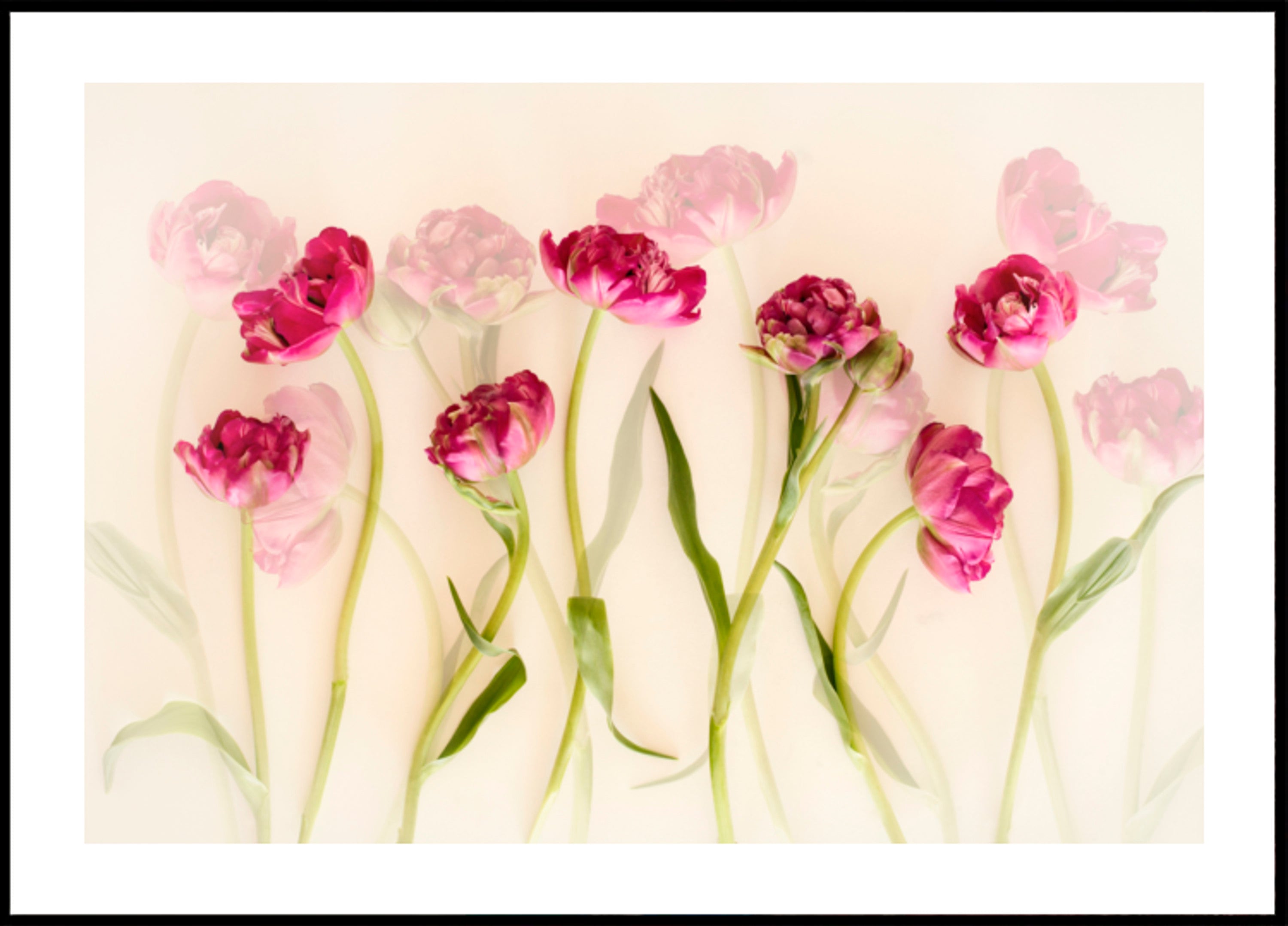 Tulipes roses de rêve