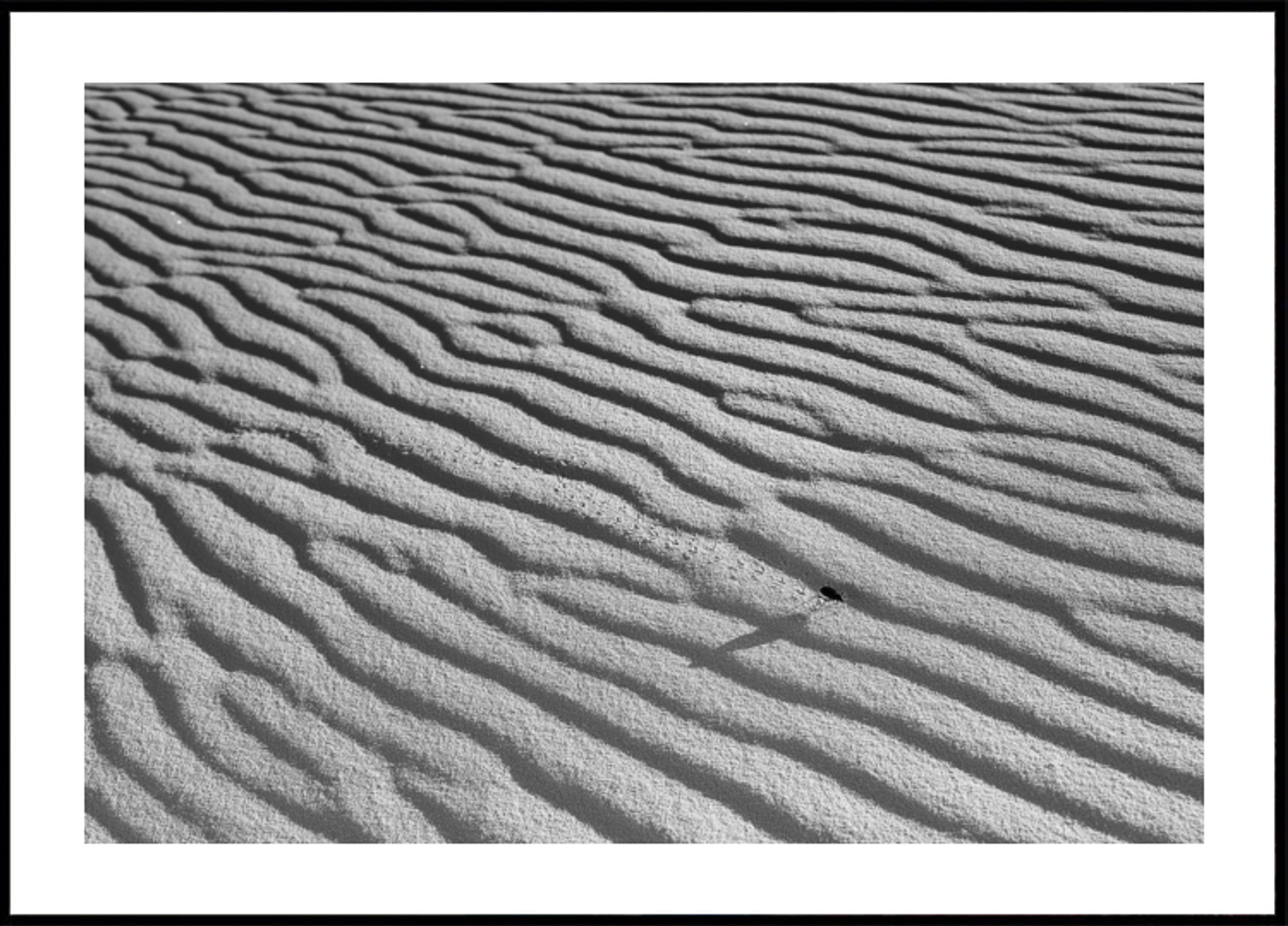 Sable ondulé et insecte