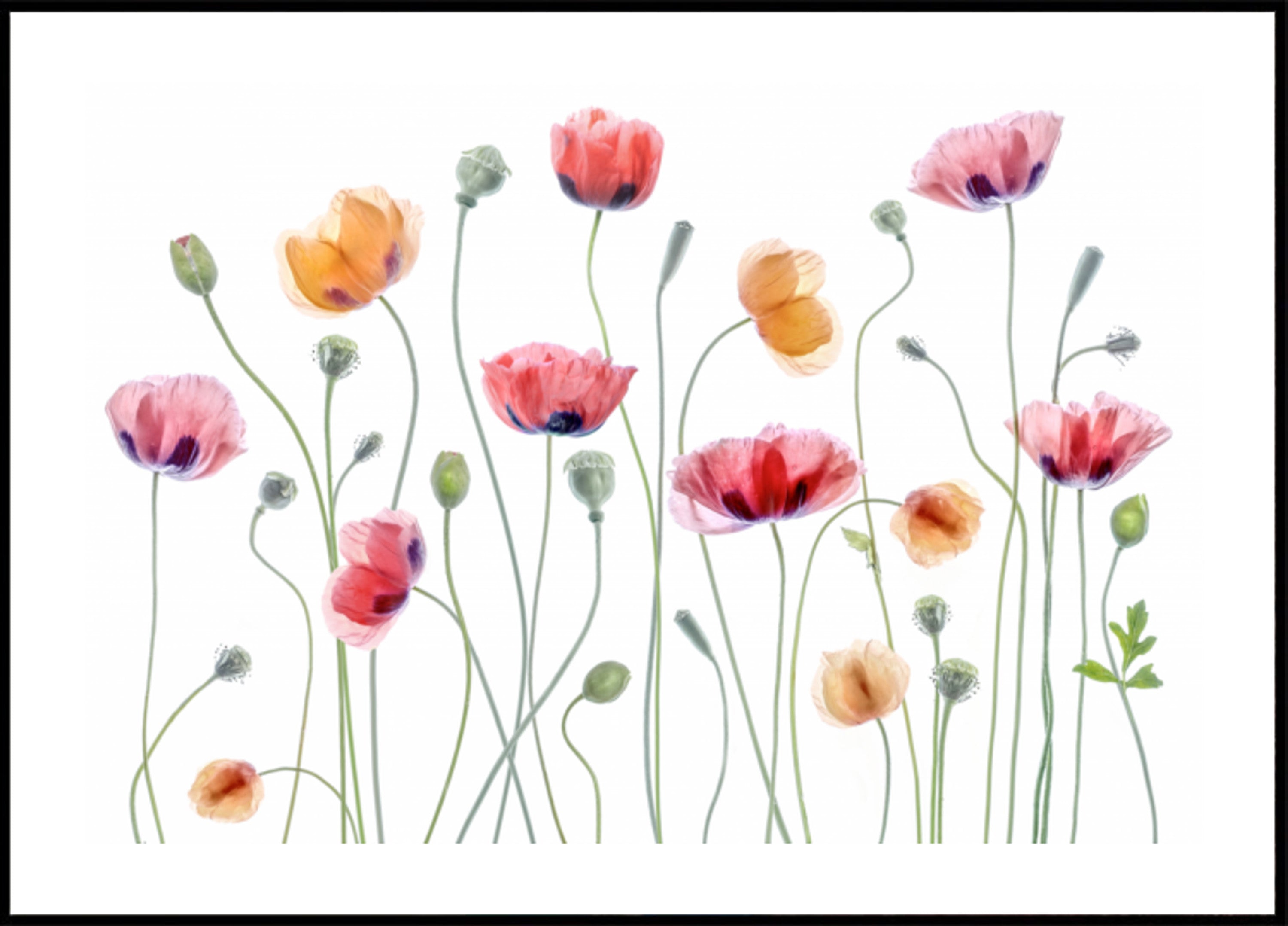 Fête du coquelicot