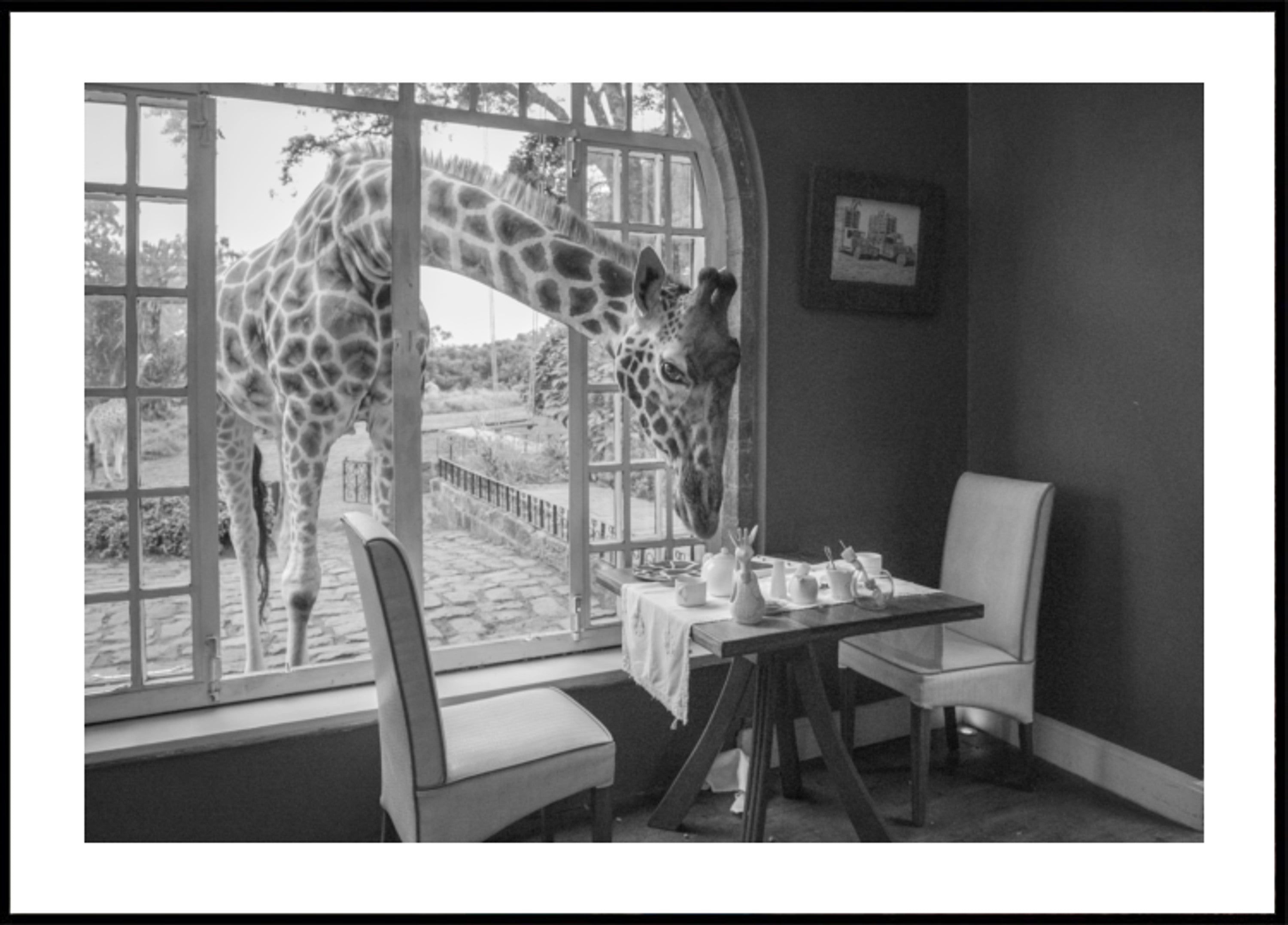 Invité girafe du matin
