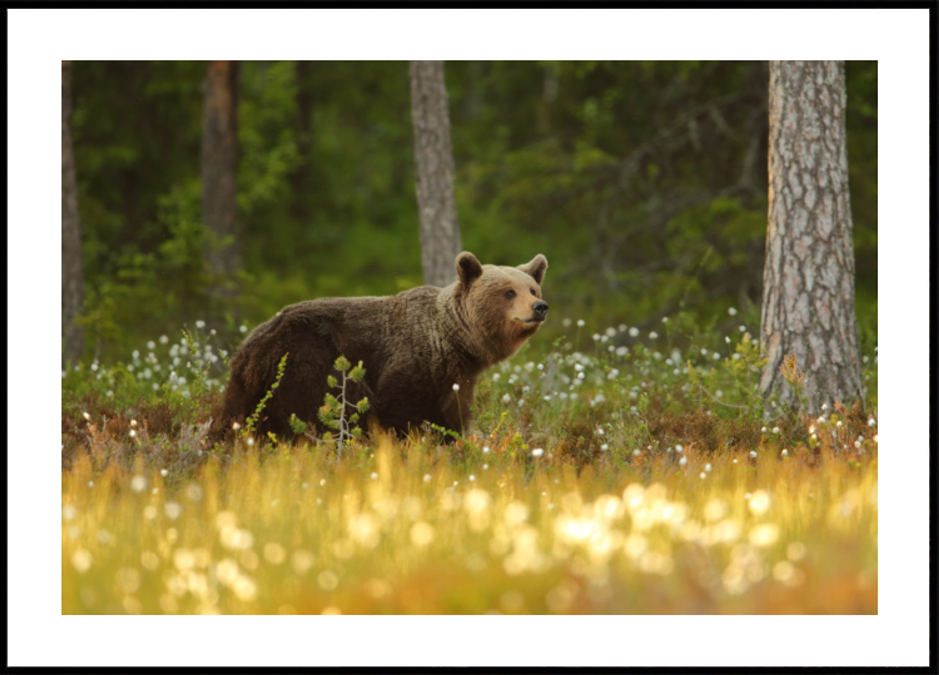 Ours brun en forêt