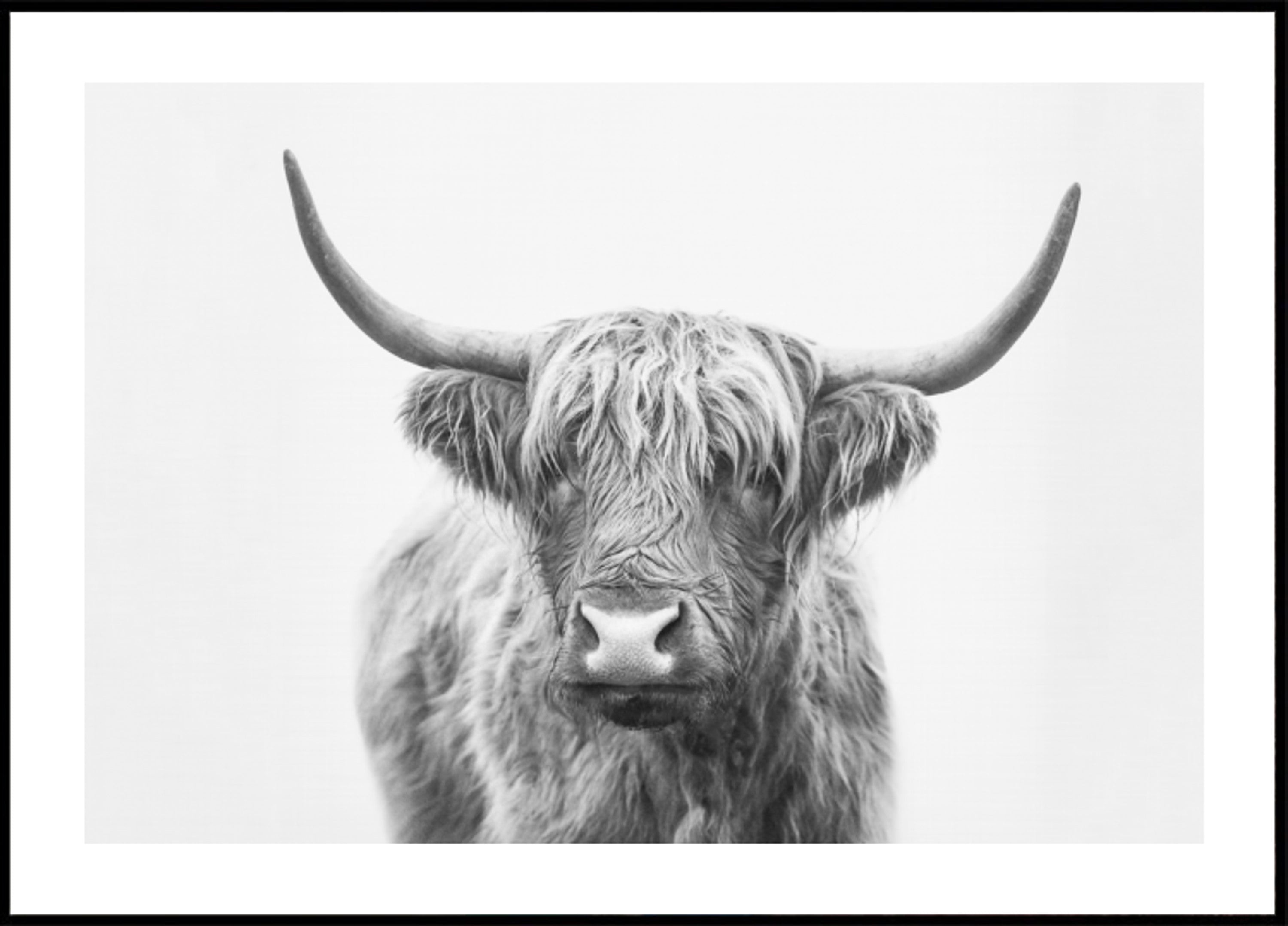 Taureau des Highlands
