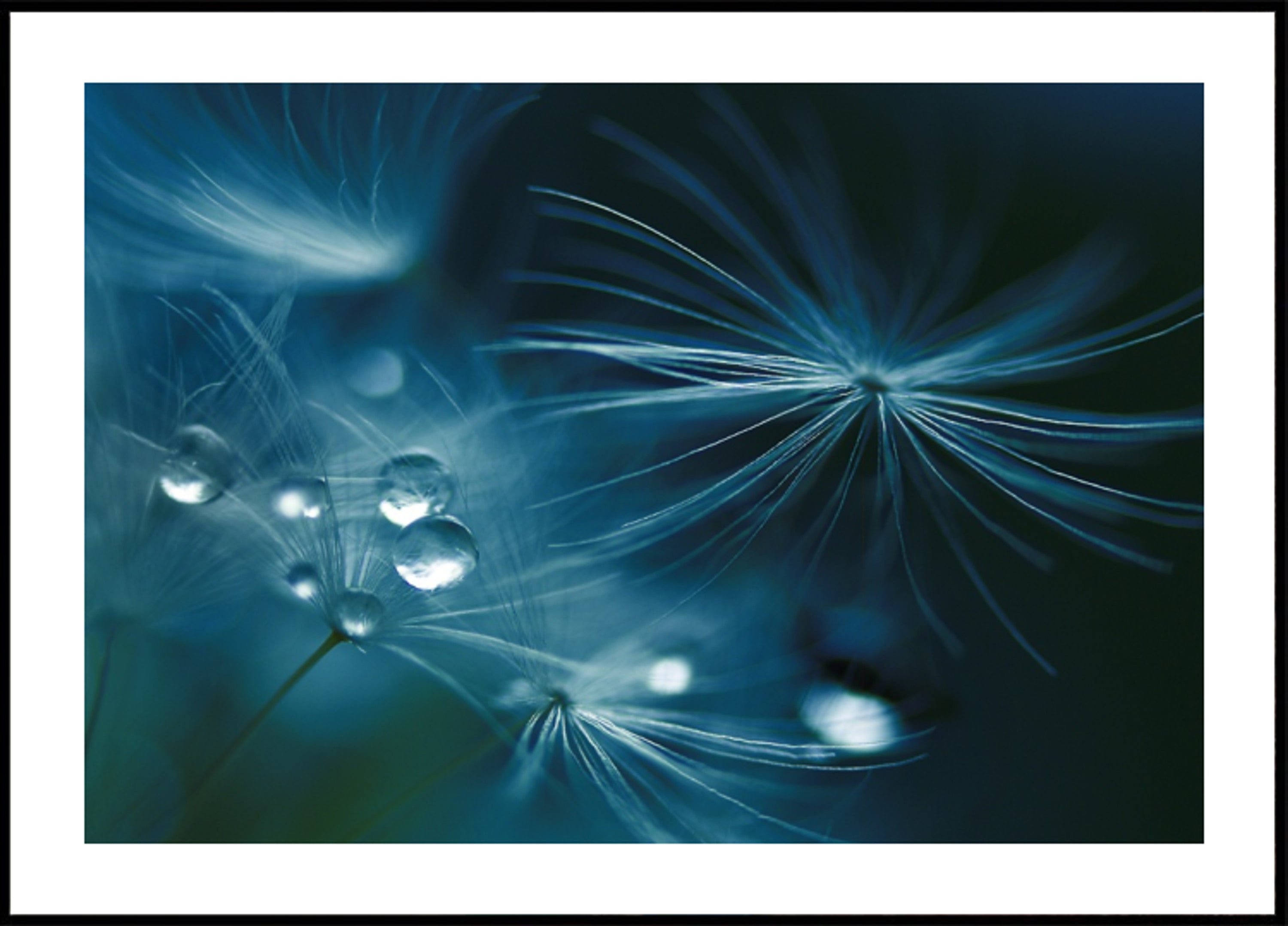 Graines de pissenlit scintillantes
