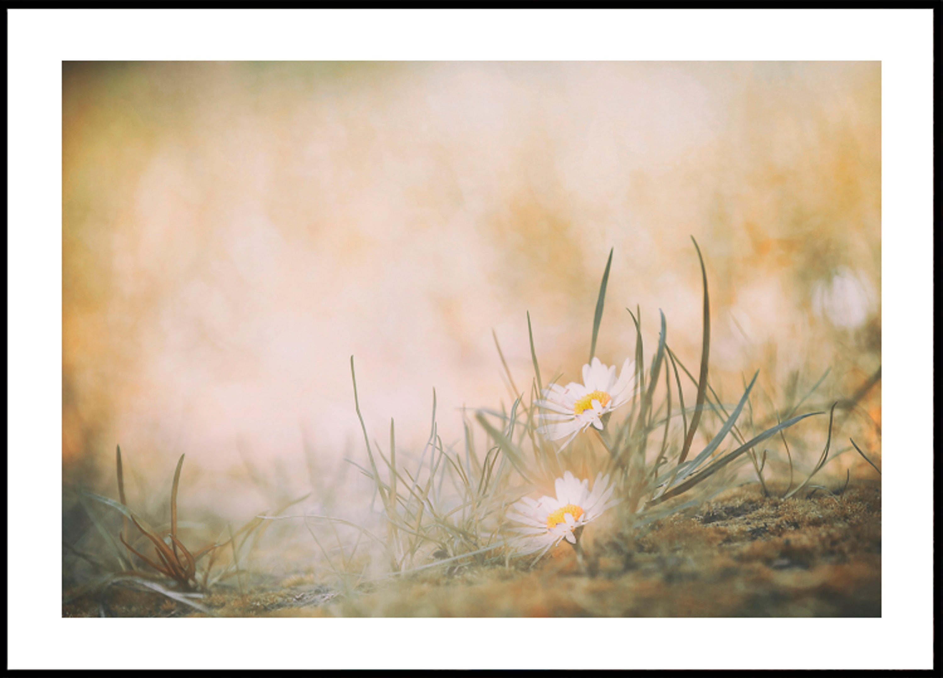 Marguerites paisibles des prés