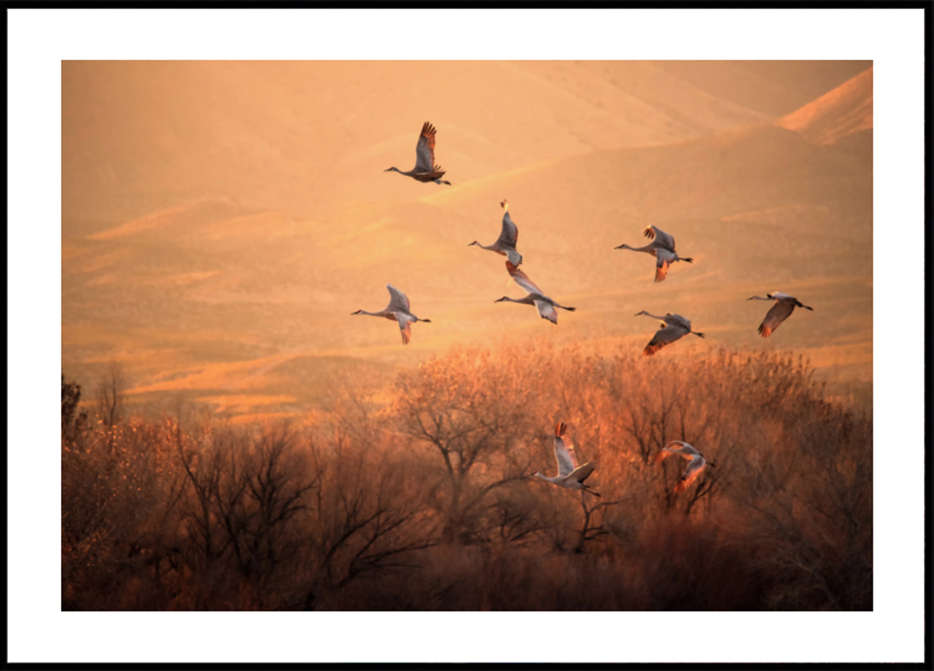 Grues de l'heure d'or
