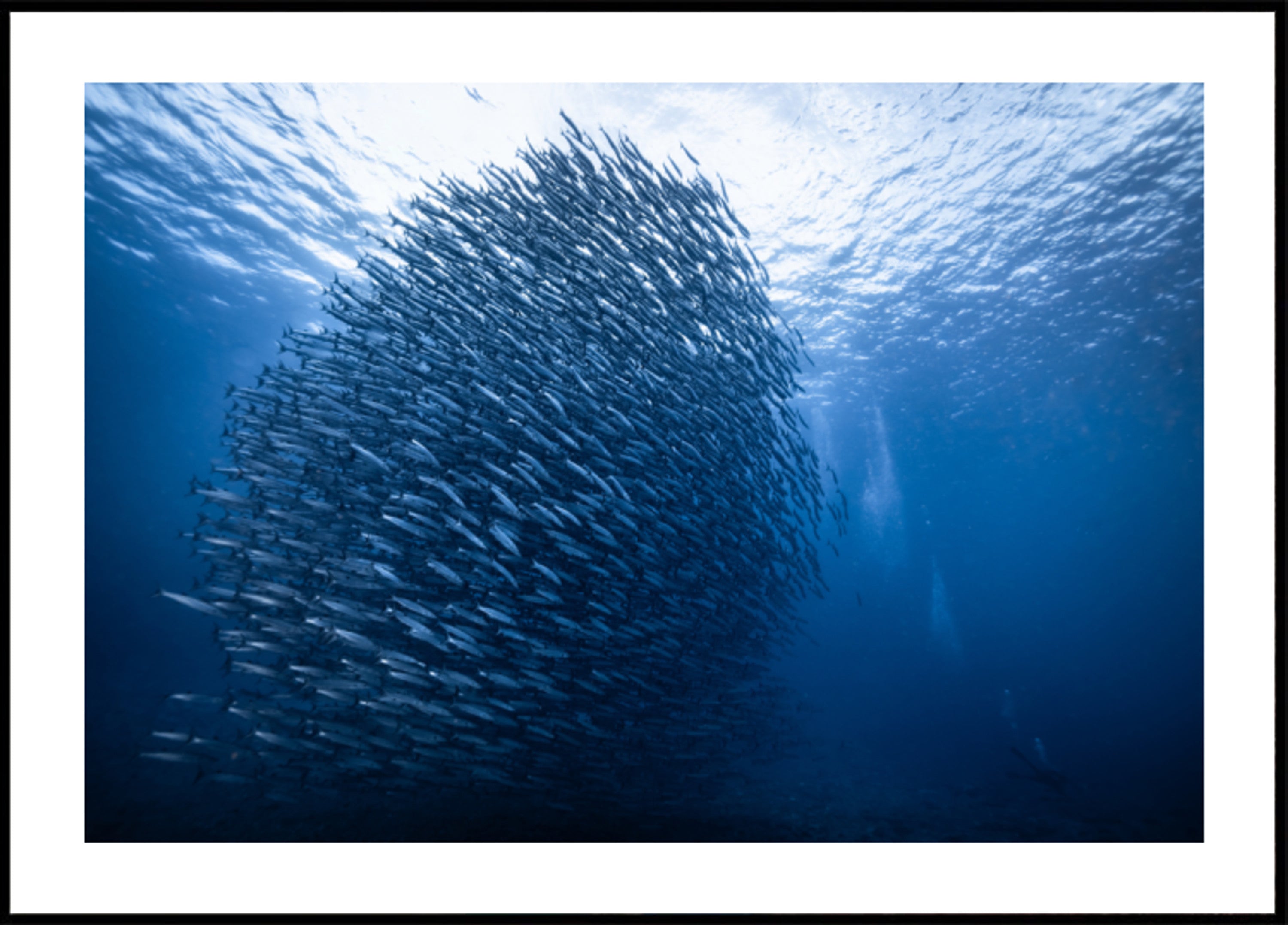 Banc de poissons bleu profond