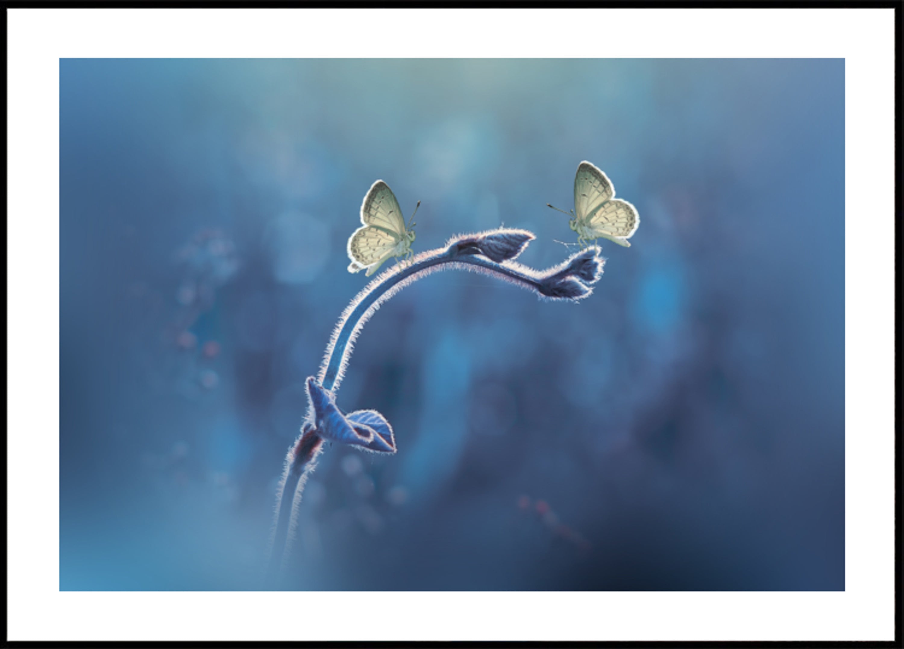 Duo de papillons délicats