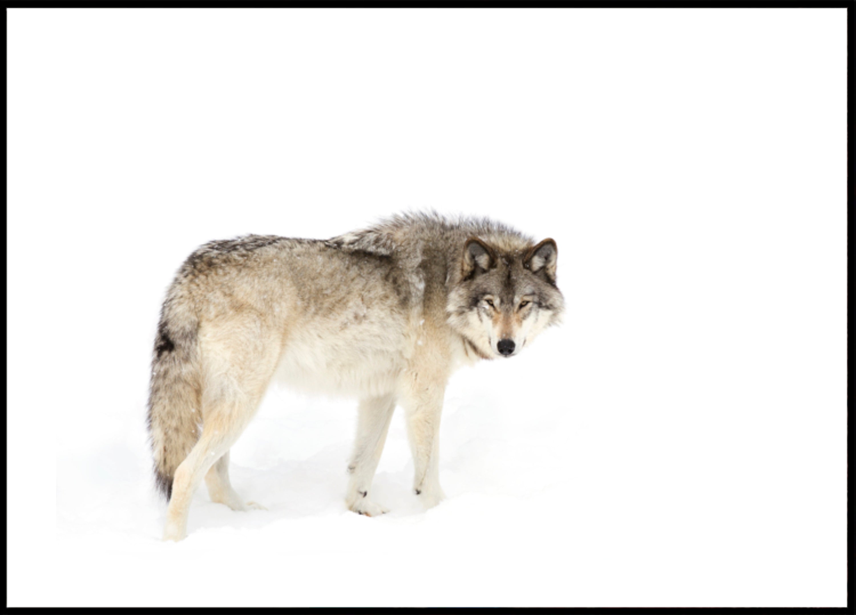 Loup d'hiver vigilant