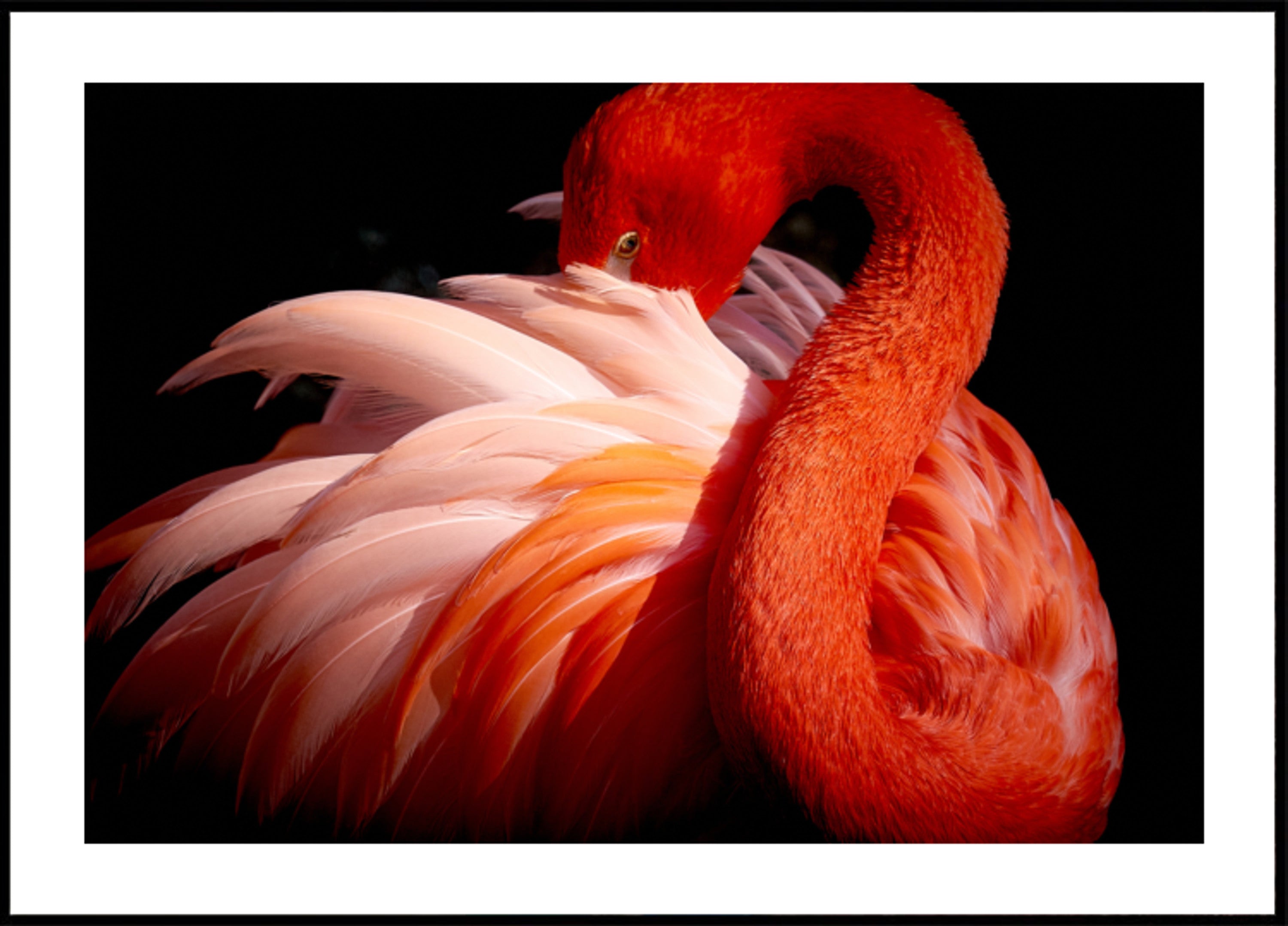 Flamant rose élégant