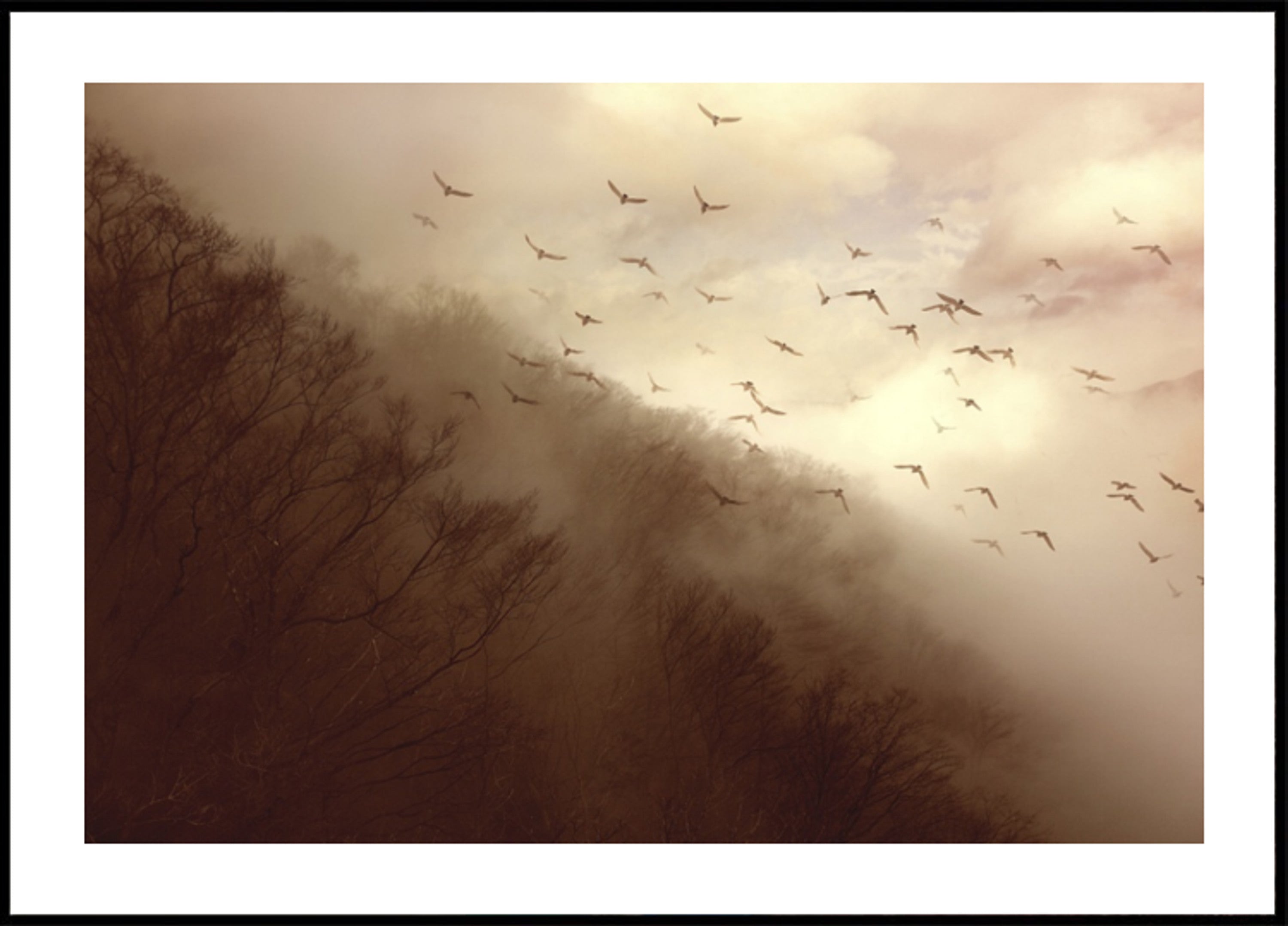 Oiseaux dans la brume dorée