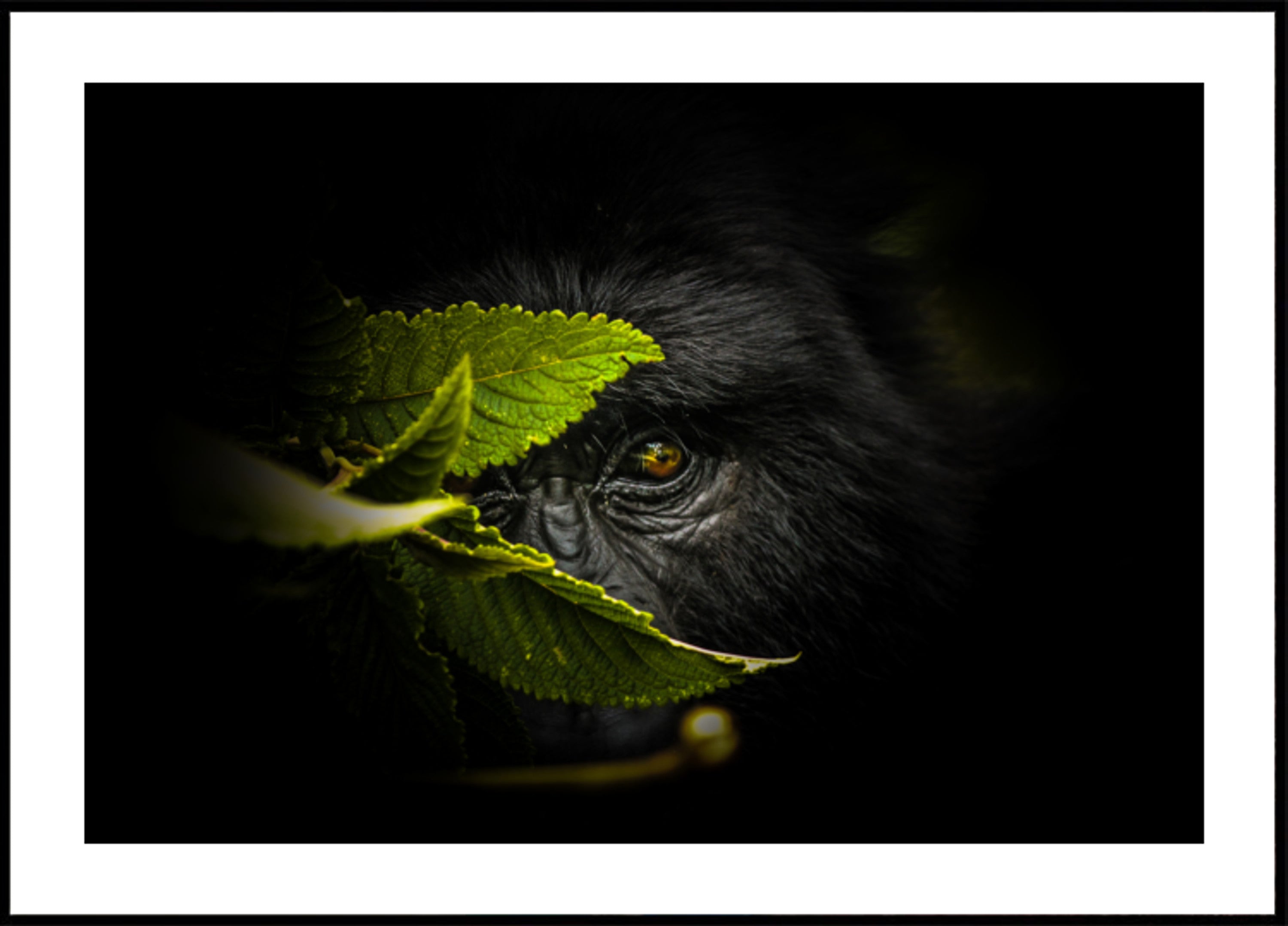 Regard mystérieux du gorille