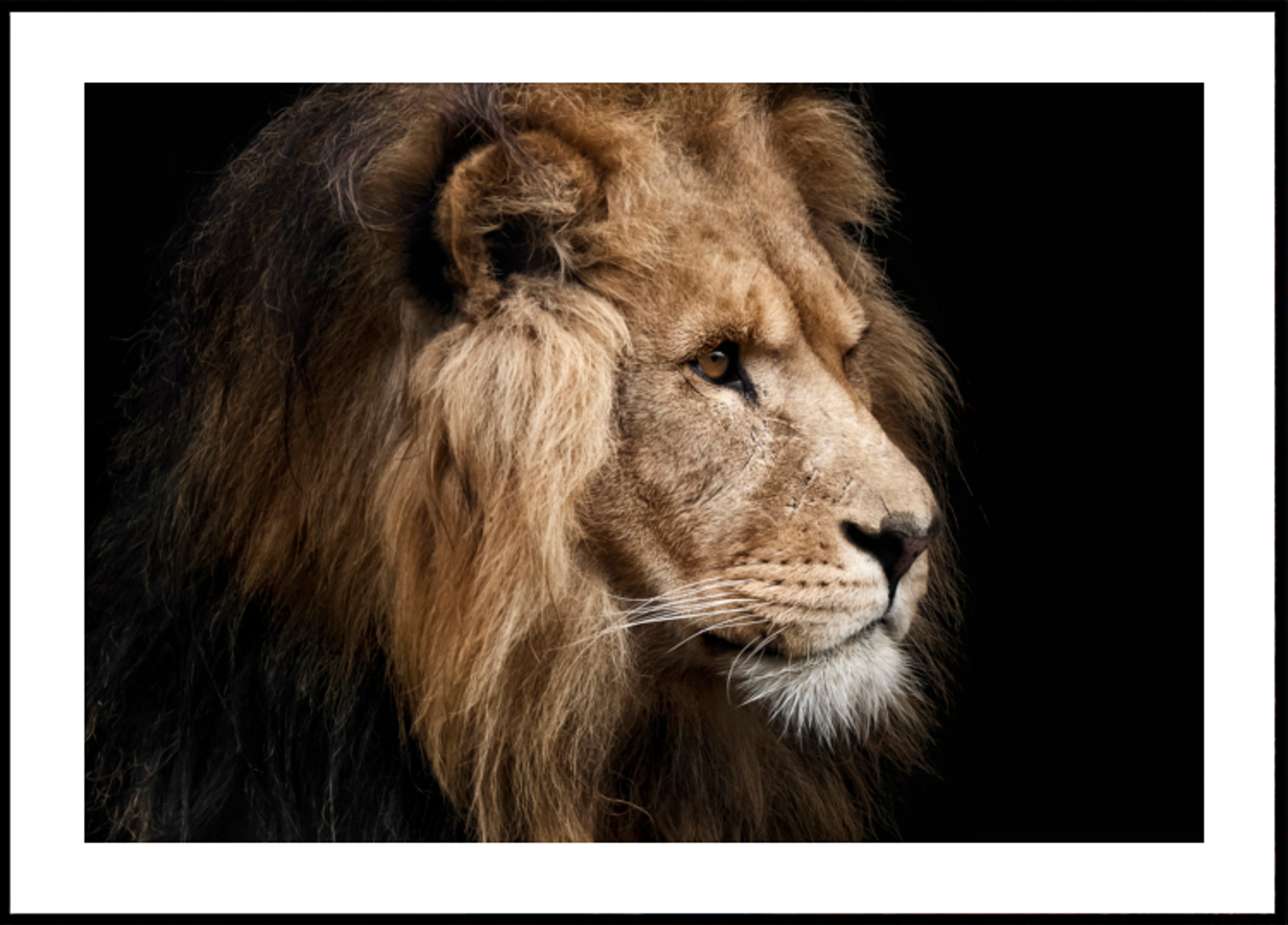 Profil de Lion majestueux