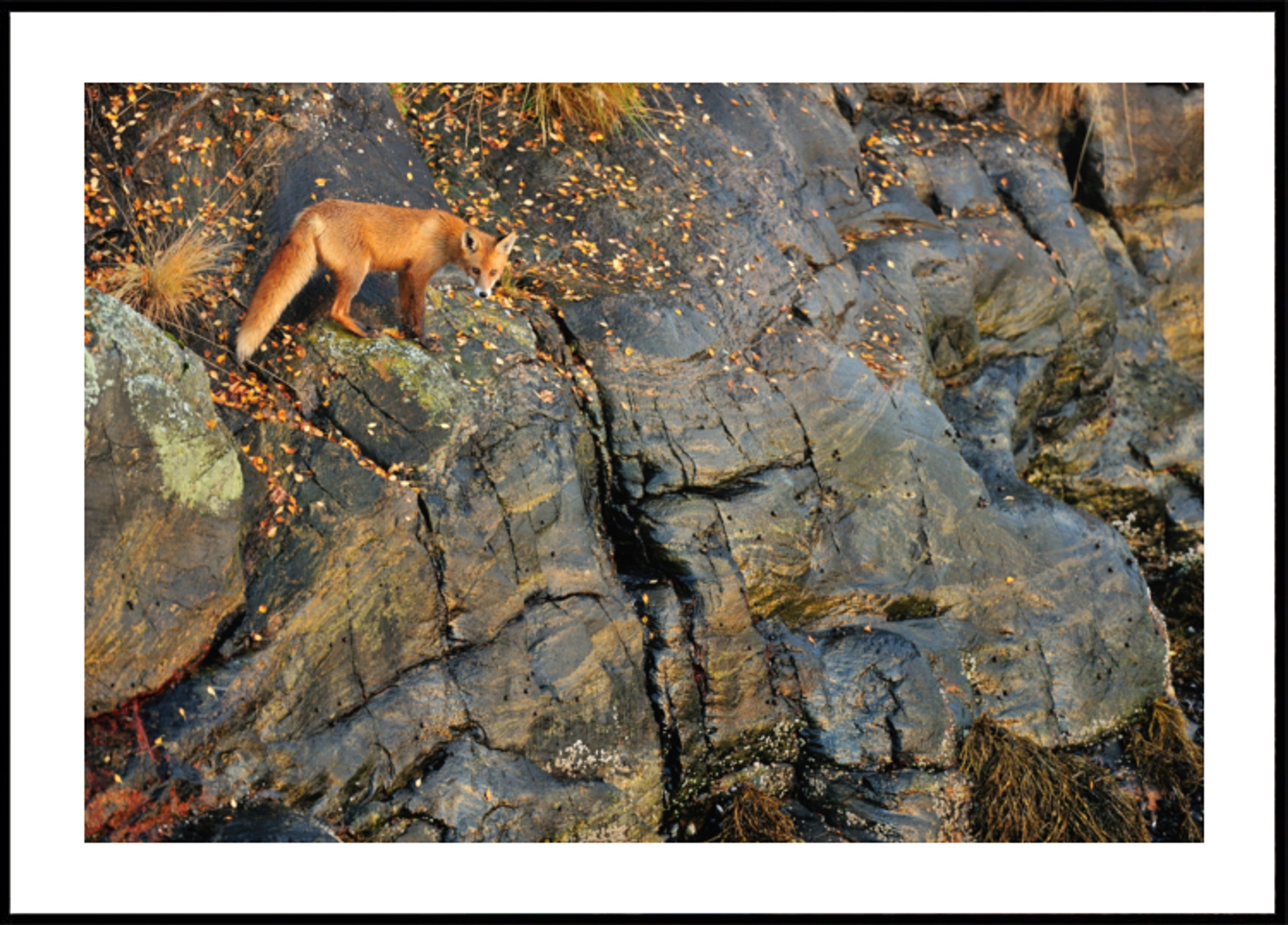 Renard roux sur les rochers d'automne