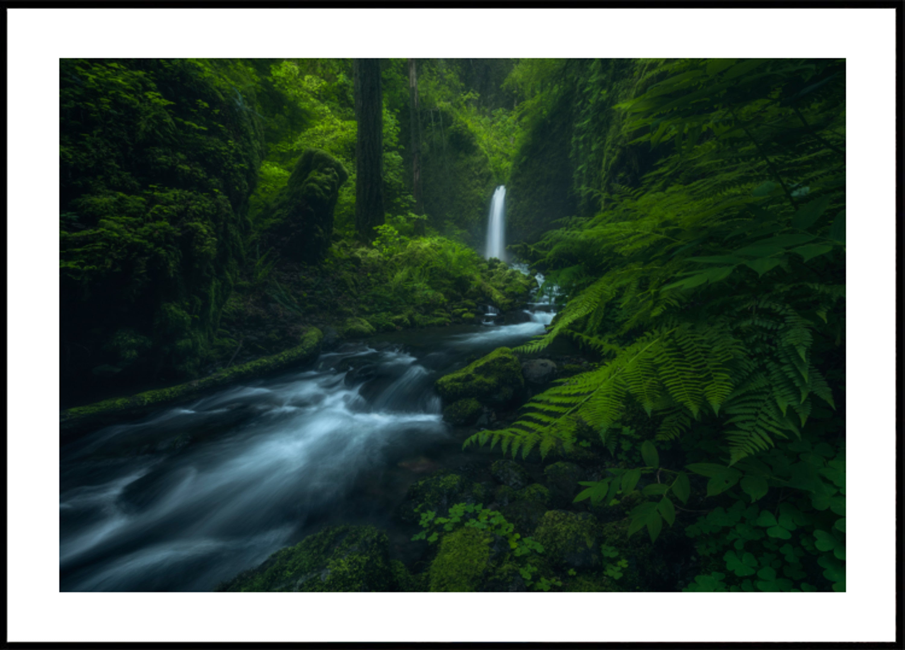 Chutes de forêt qui coule