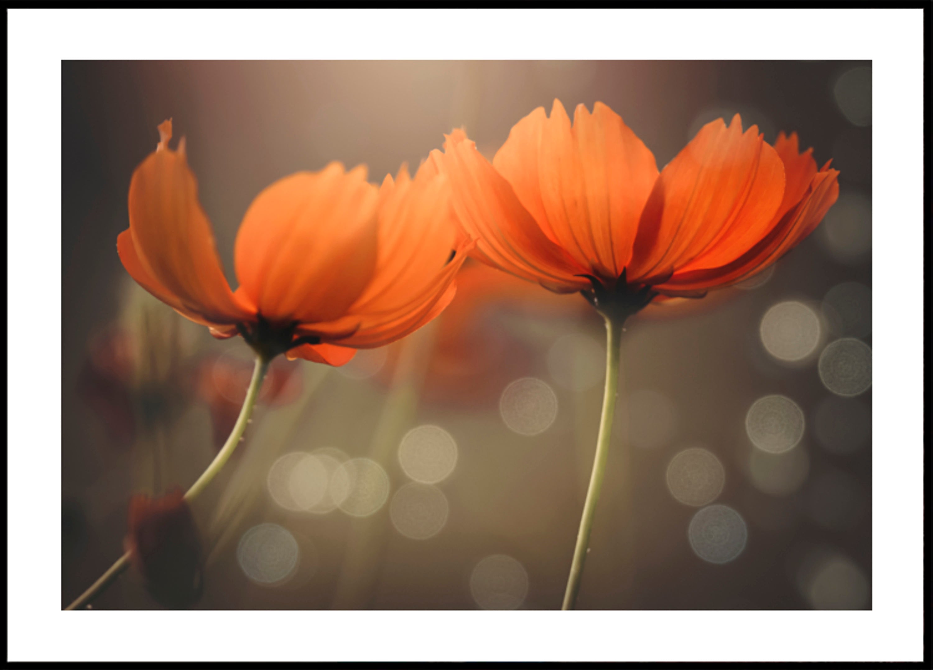 Fleurs de cosmos rougeoyantes