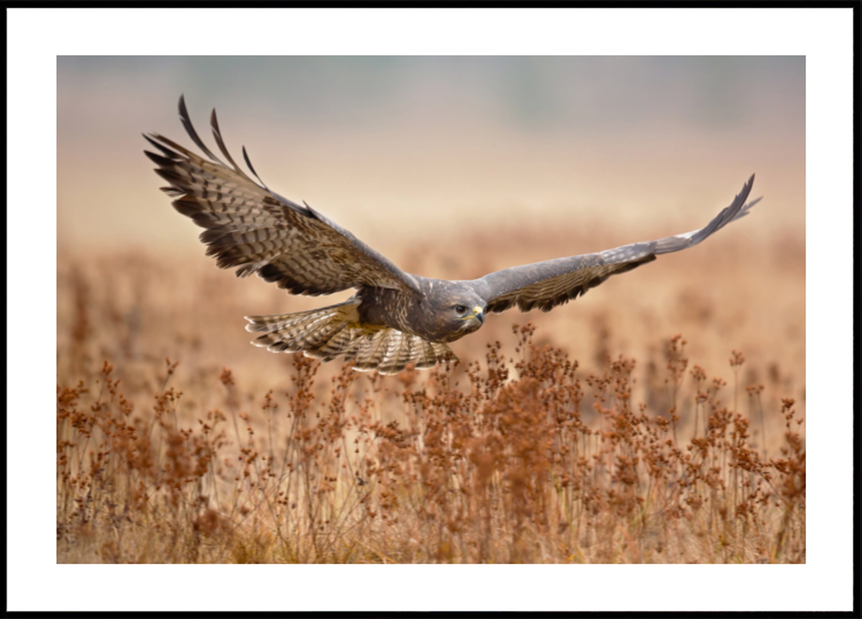 Majestic Hawk en vol