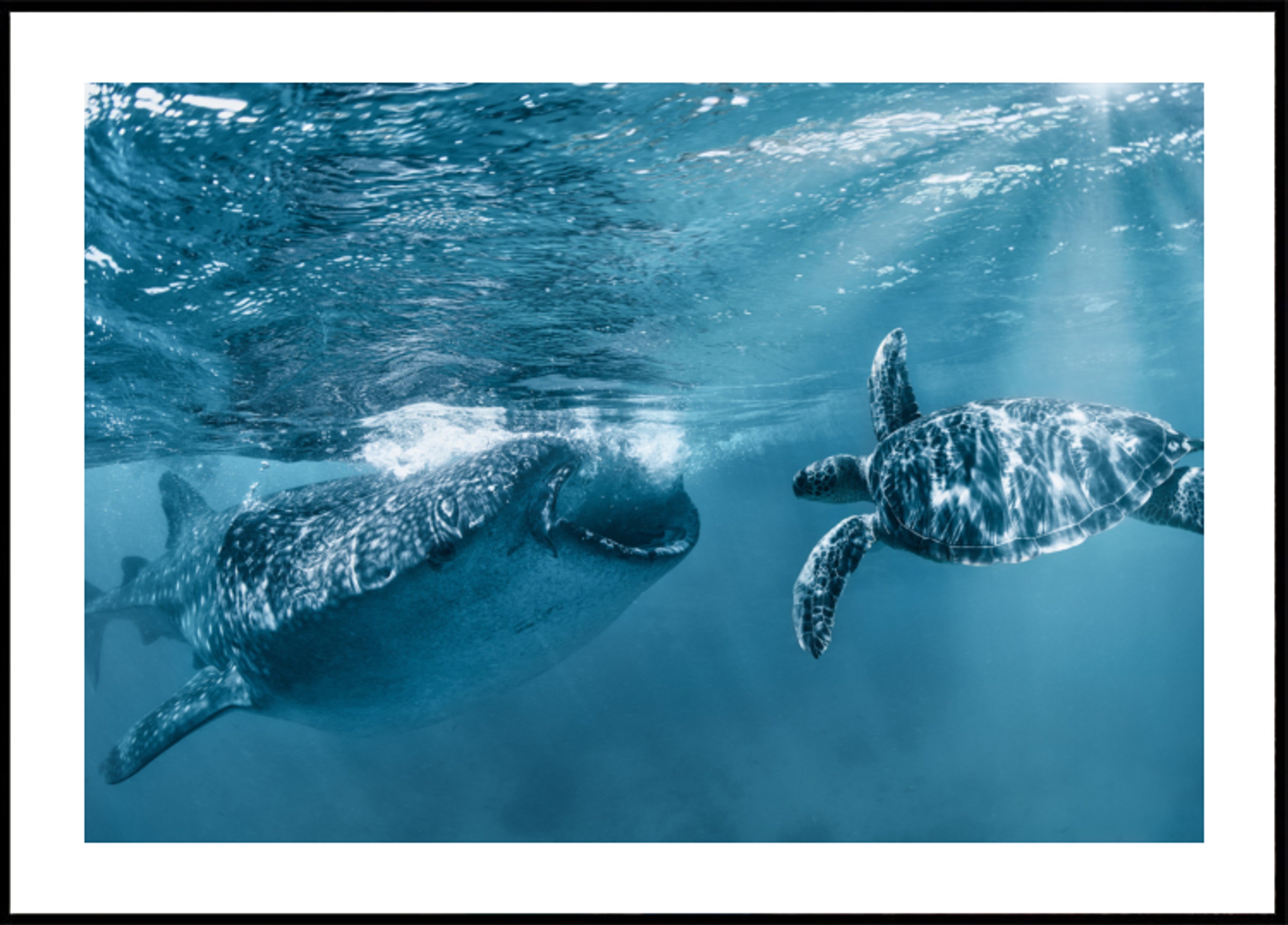 Nage de tortue, requin-baleine