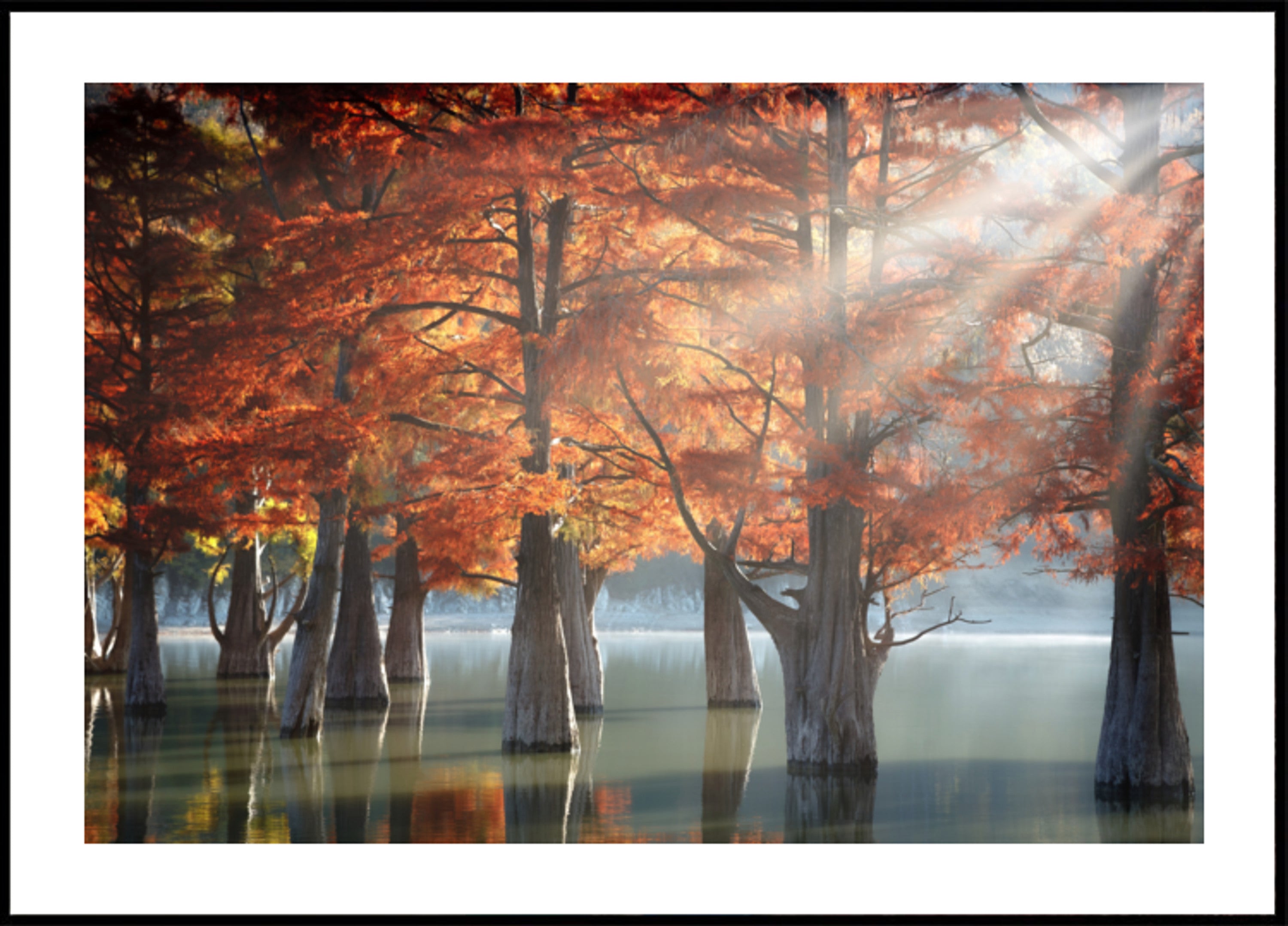 Lac Cyprès d'automne doré