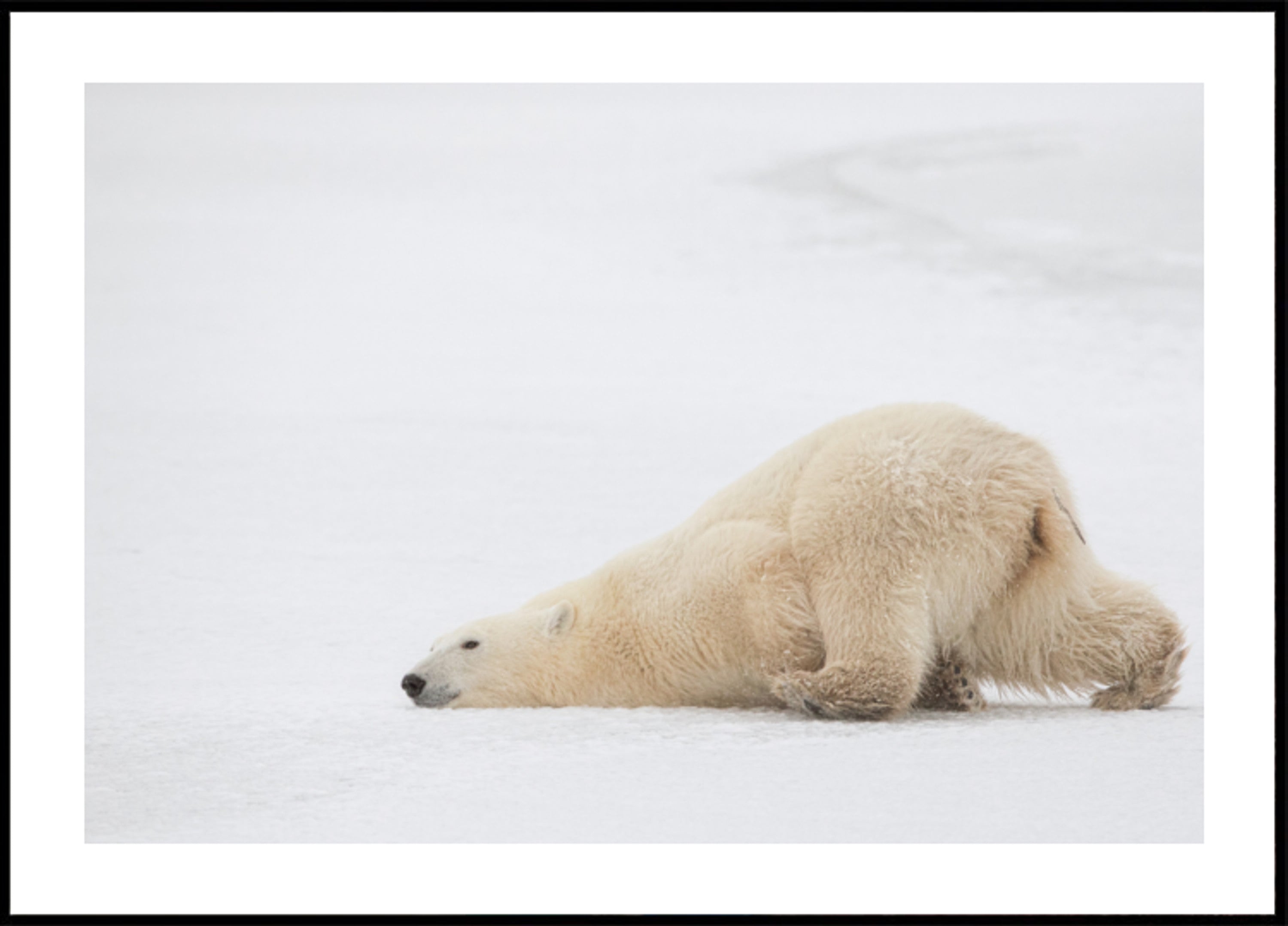 Sieste paisible de l'ours polaire