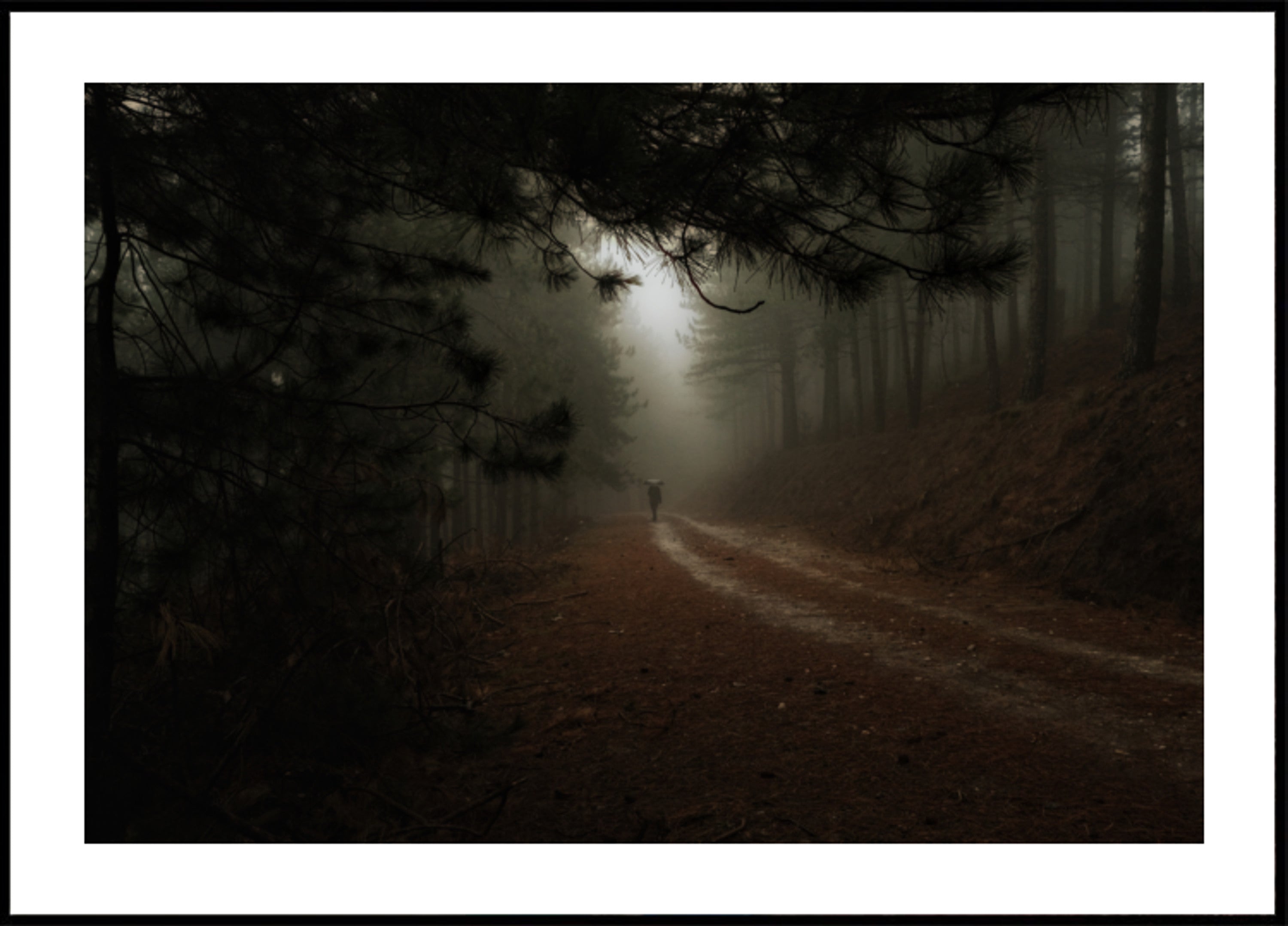 Chemin forestier brumeux