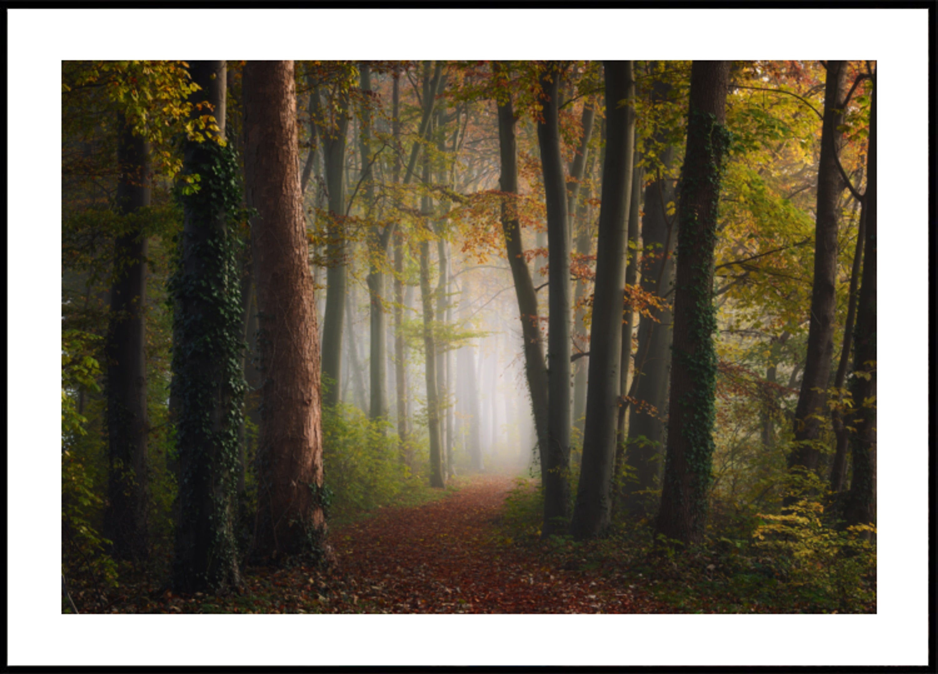 Chemin forestier d'automne brumeux