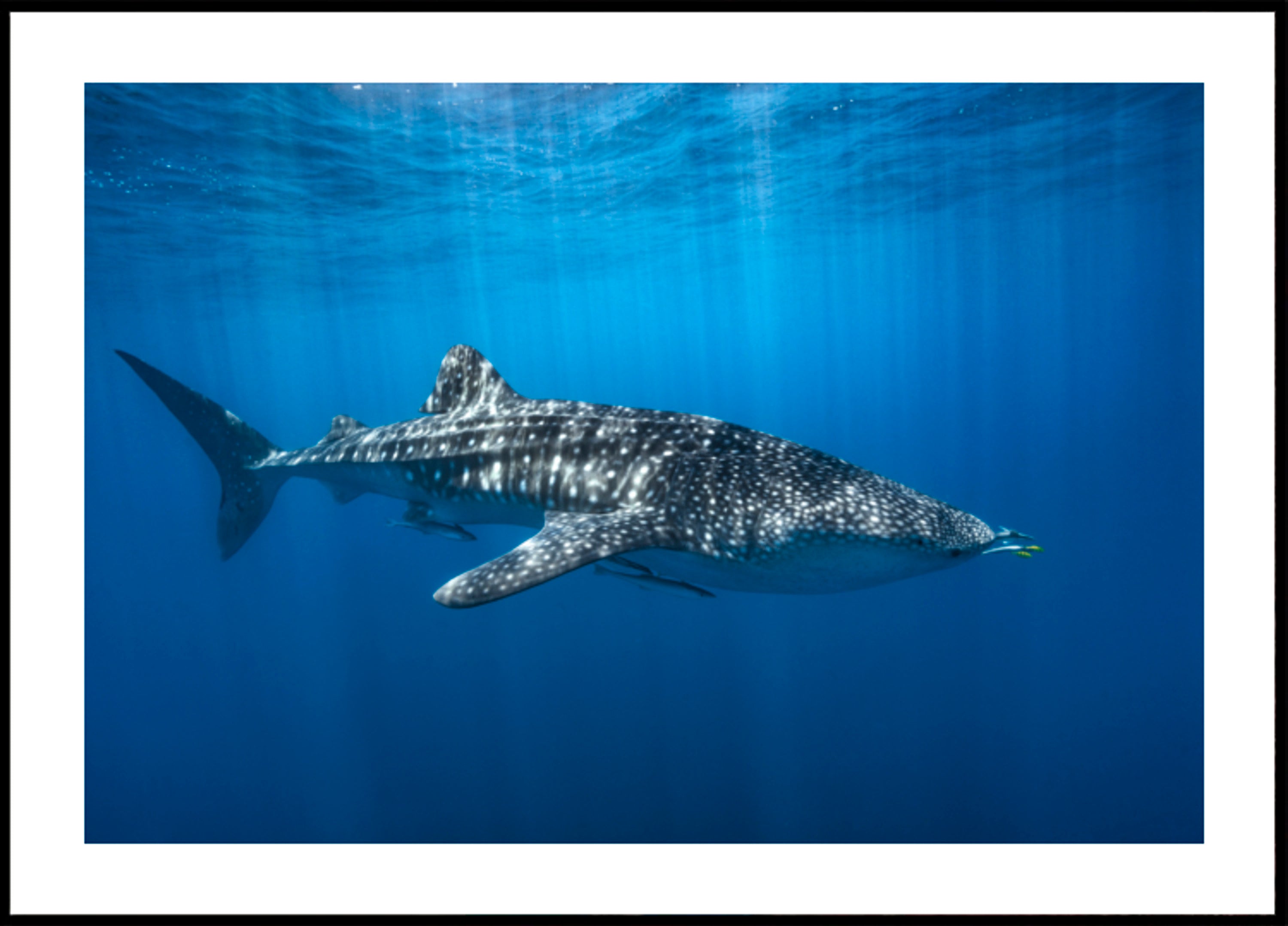 Requin baleine majestueux