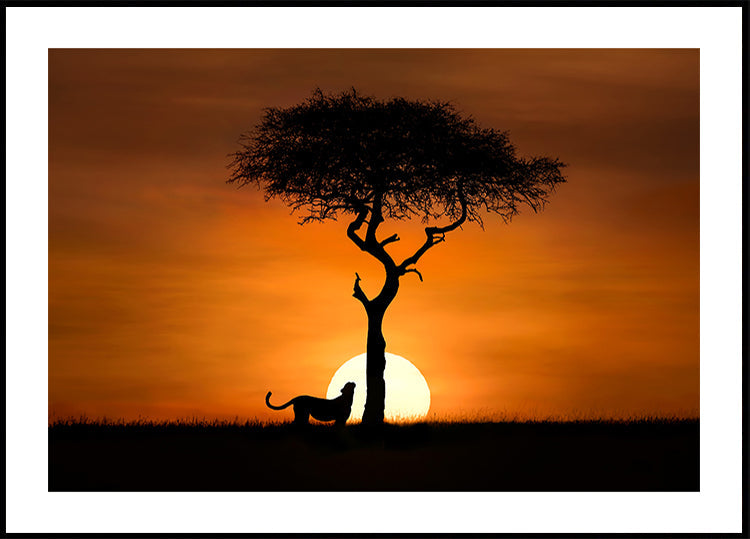 Cheetah at dawn (NEW) - Posterbox
